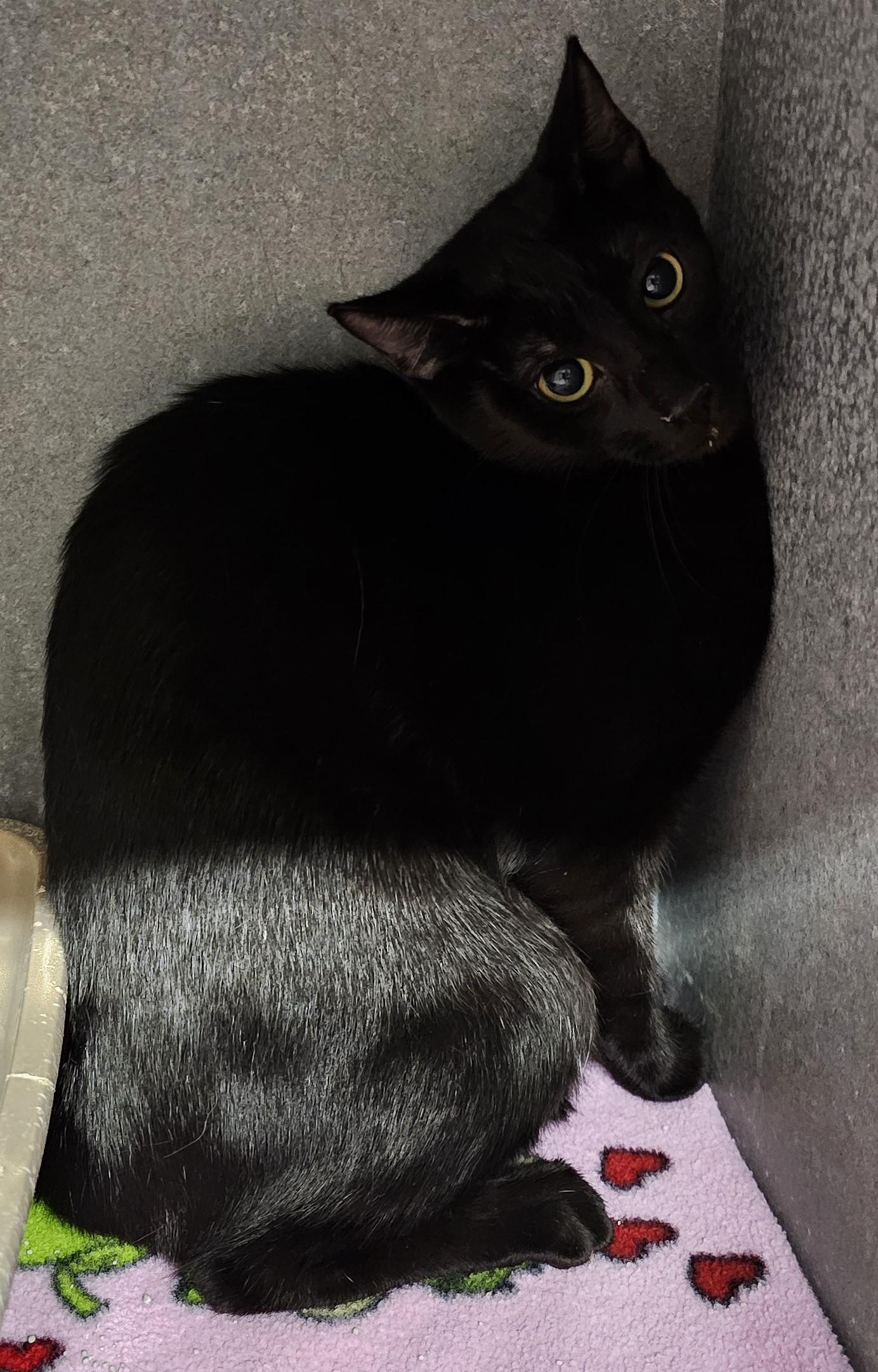 Tiny, Adoptable, Adult Female Domestic Short Hair.