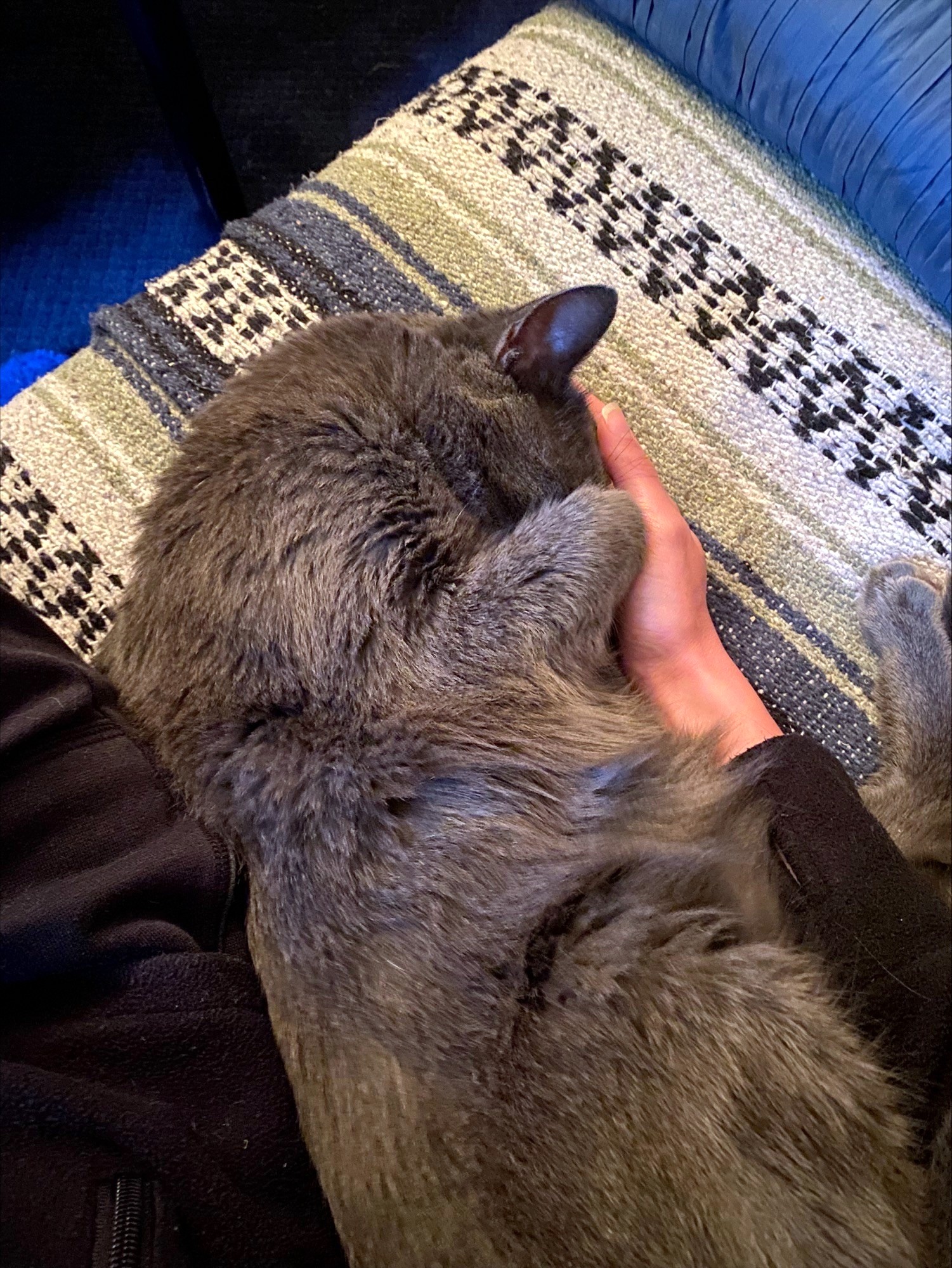 Duke, Adoptable, Senior Male Domestic Short Hair.