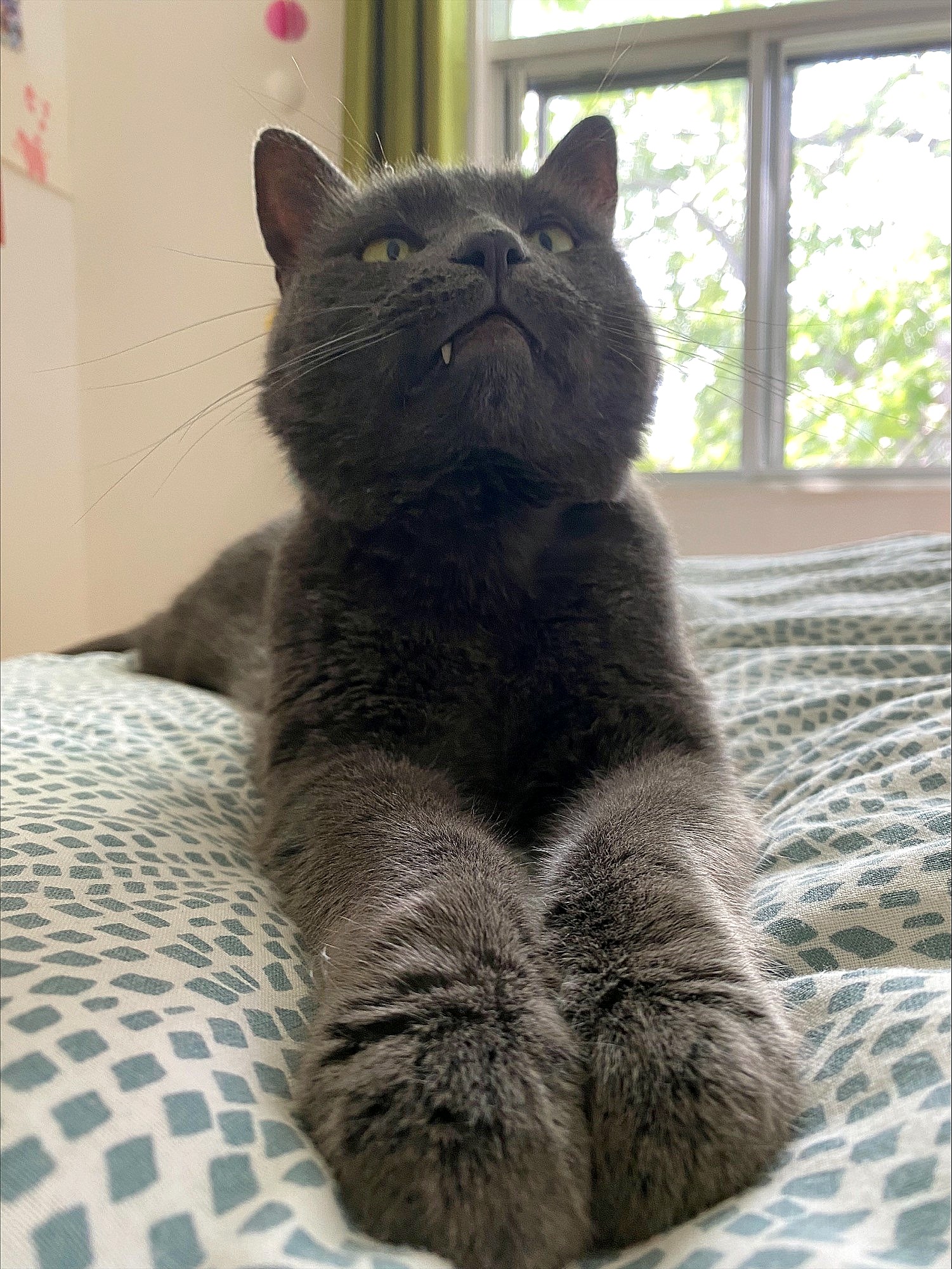 Duke, a Adoptable Domestic Short Hair image 2/3