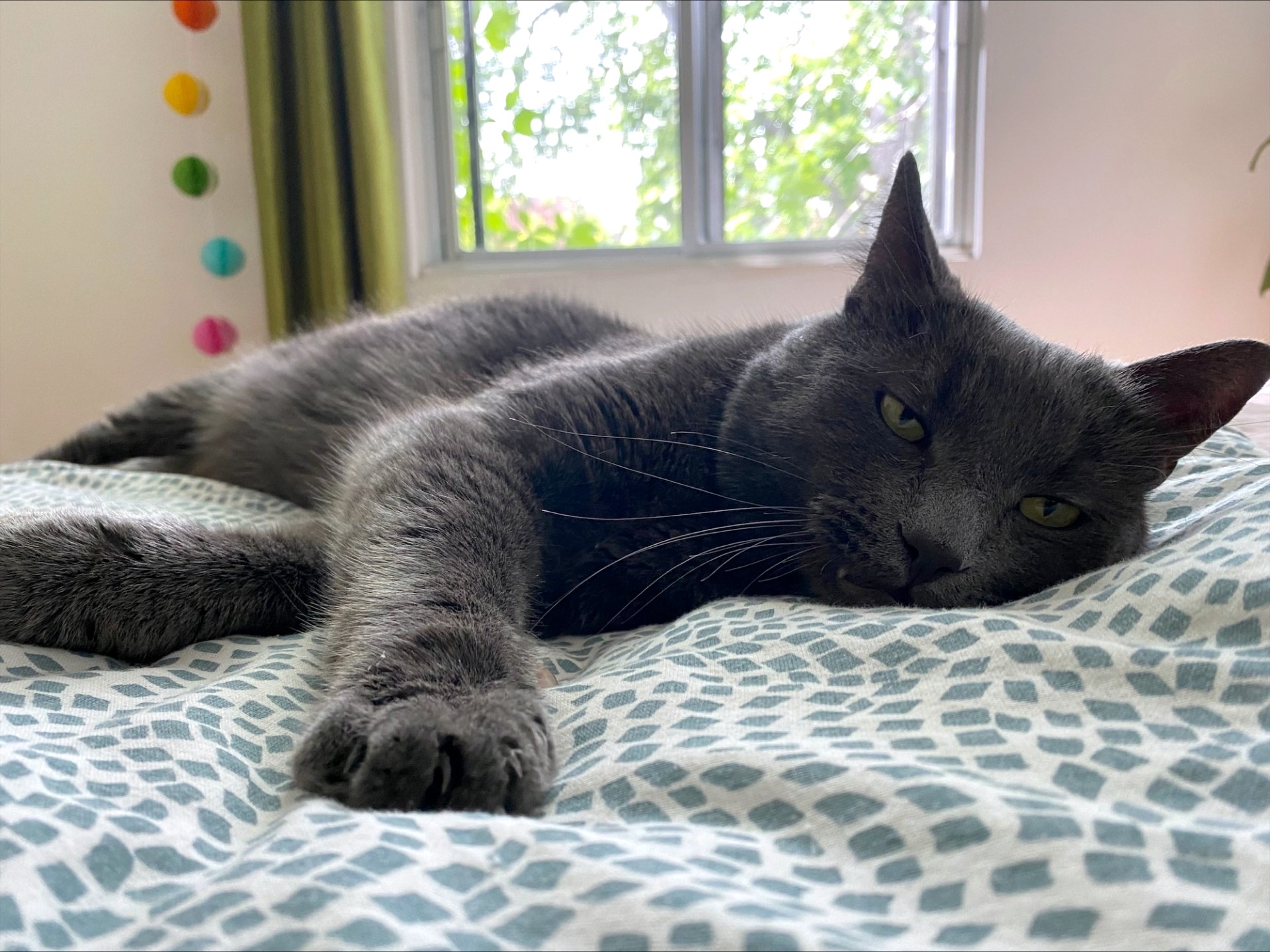 Duke, a Adoptable Domestic Short Hair image 3/3