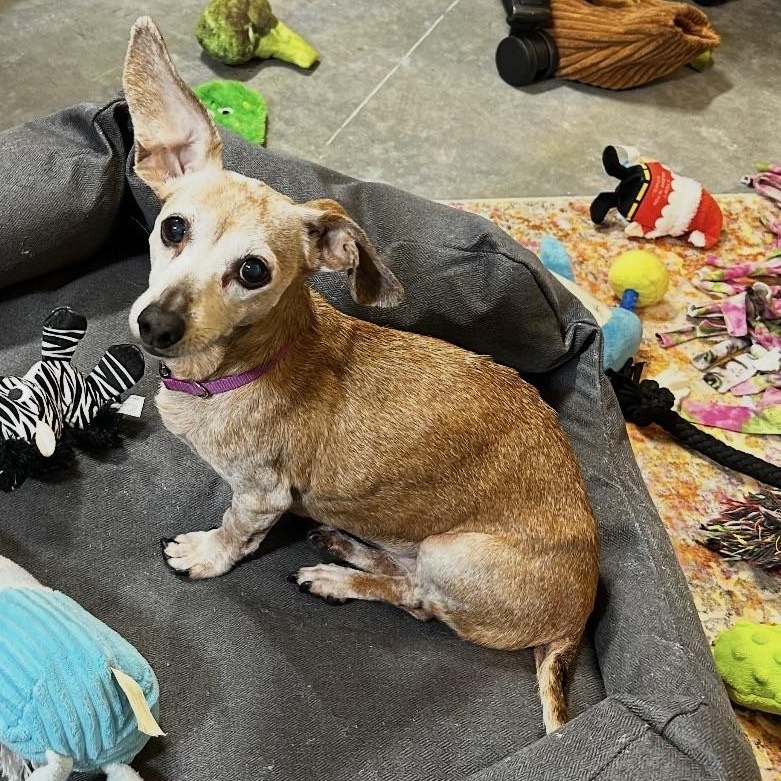 Enlarge Kallie (Bonded w/Killen), a ADOPTABLE Miniature Dachshund in Portland, OR image 2/5