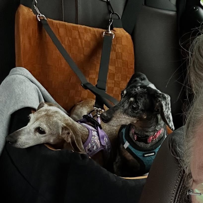 Enlarge Kallie (Bonded w/Killen), a ADOPTABLE Miniature Dachshund in Portland, OR image 5/5