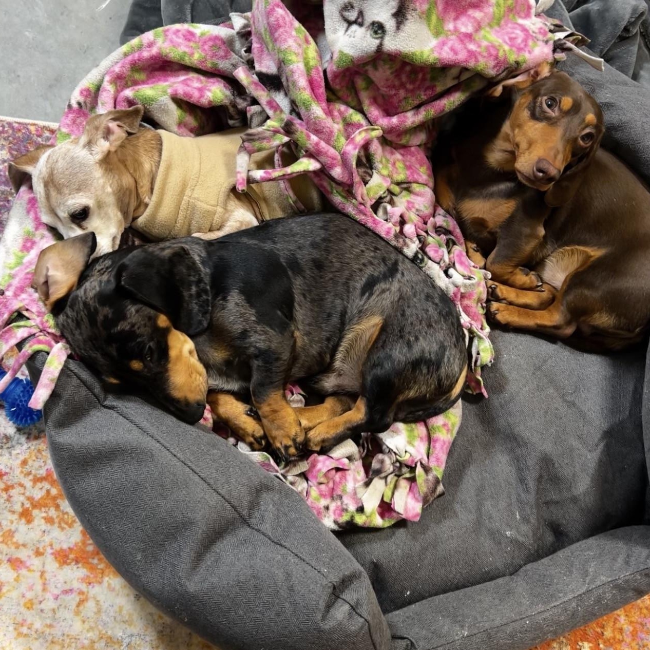 Enlarge Kallie (Bonded w/Killen), a ADOPTABLE Miniature Dachshund in Portland, OR image 4/5