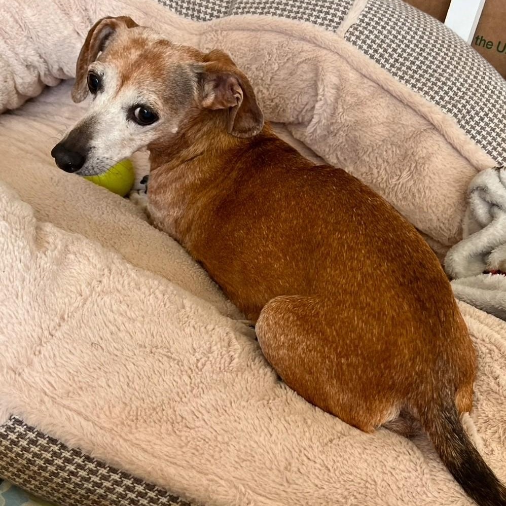 Enlarge Kallie (Bonded w/Killen), a ADOPTABLE Miniature Dachshund in Portland, OR image 1/5