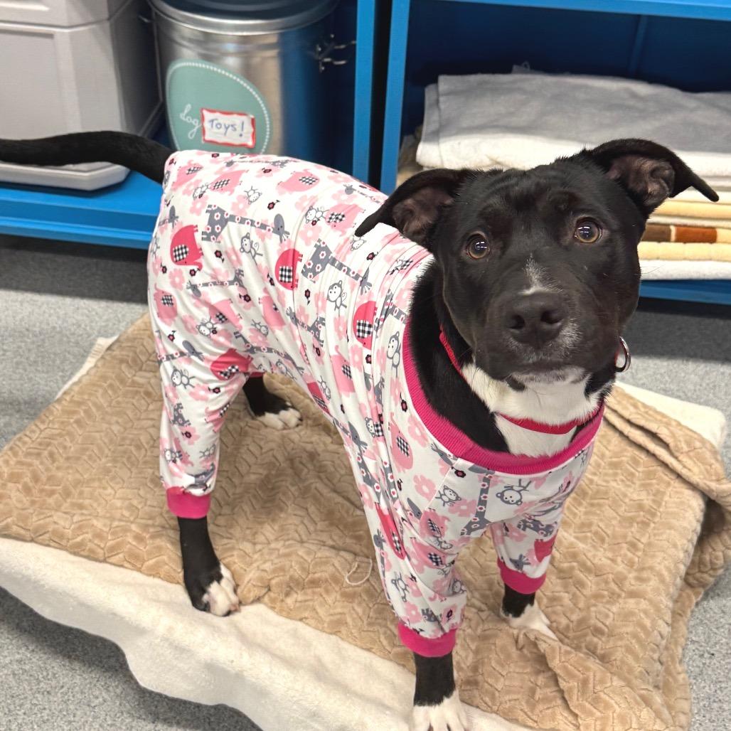 Enlarge Emory, a Adoptable Mixed Breed in Wheeling, IL image 1/6