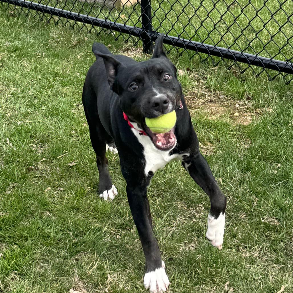 Enlarge Emory, a Adoptable Mixed Breed in Wheeling, IL image 2/6