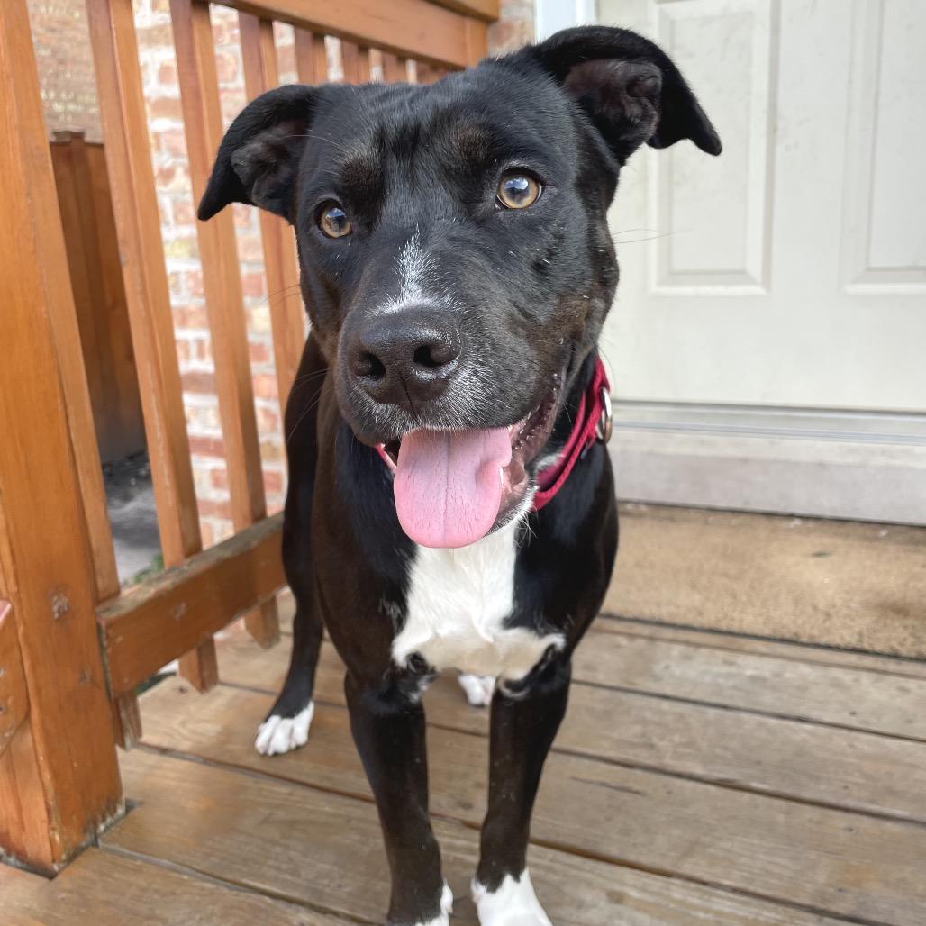 Enlarge Emory, a Adoptable Mixed Breed in Wheeling, IL image 3/6