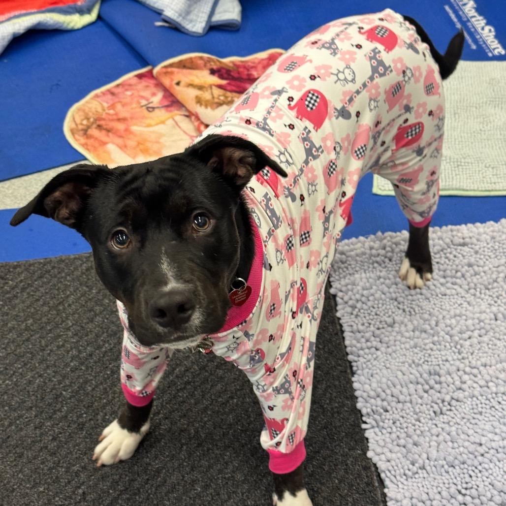 Enlarge Emory, a Adoptable Mixed Breed in Wheeling, IL image 4/6