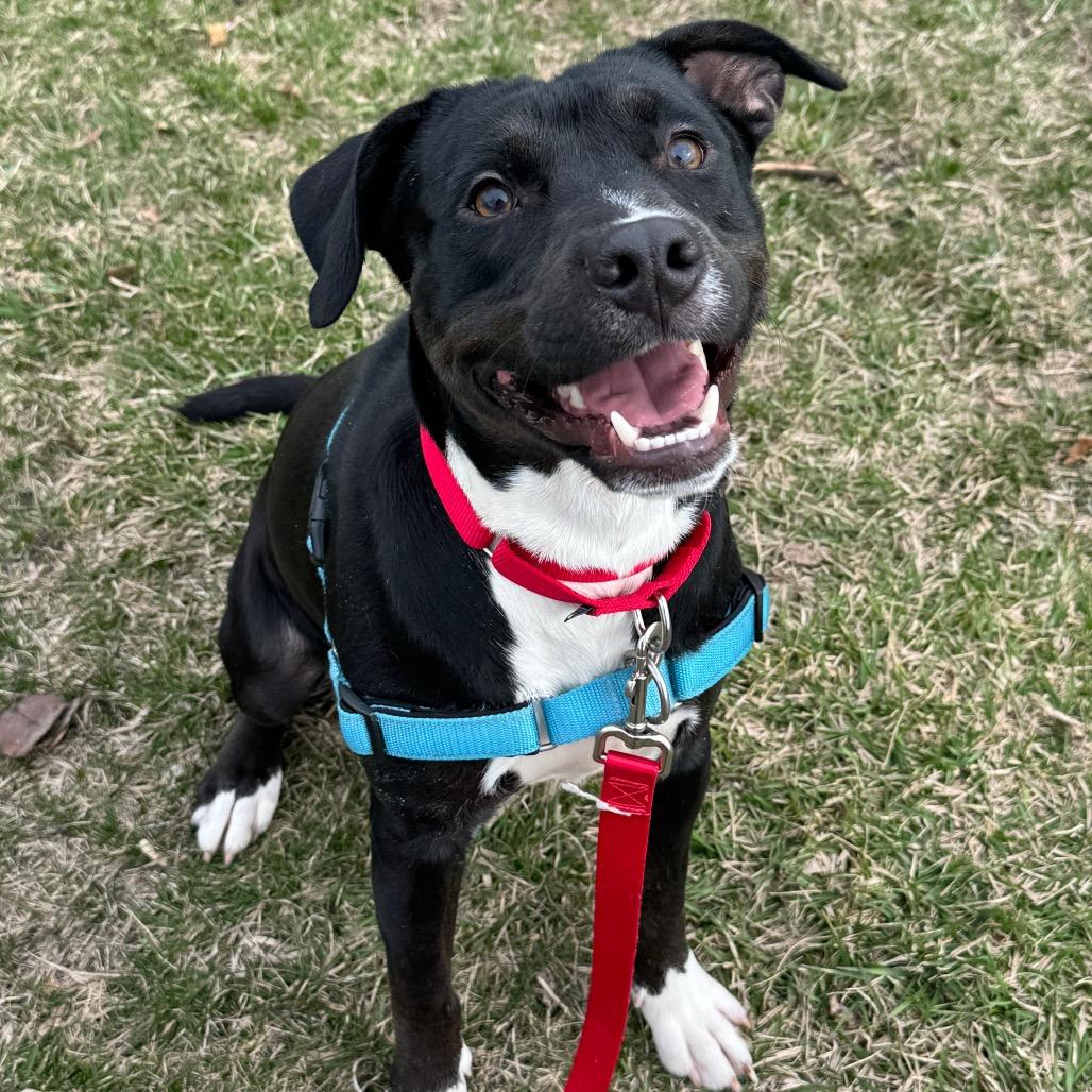 Enlarge Emory, a Adoptable Mixed Breed in Wheeling, IL image 5/6