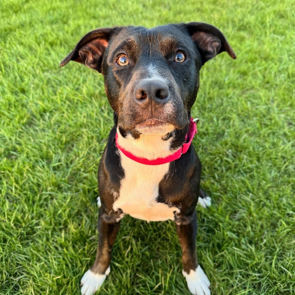 Enlarge Emory, a Adoptable Mixed Breed in Wheeling, IL image 5/6