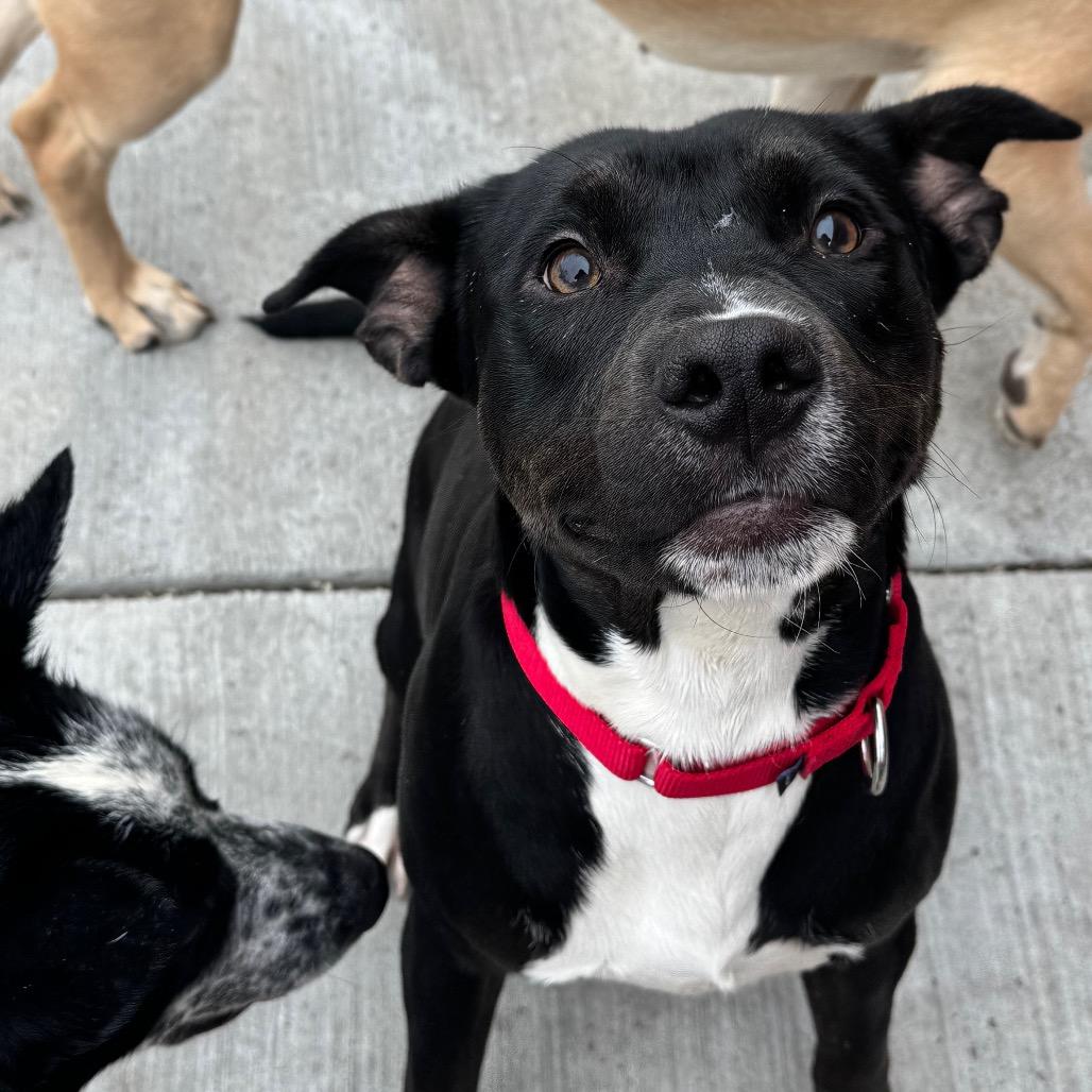 Enlarge Emory, a Adoptable Mixed Breed in Wheeling, IL image 6/6