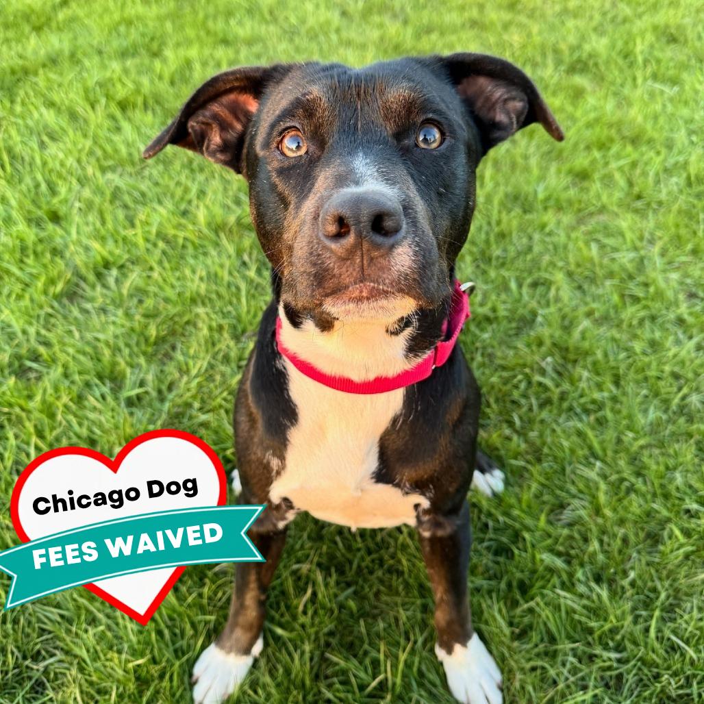 Emory, a Adoptable Mixed Breed in Wheeling, IL image 5/6