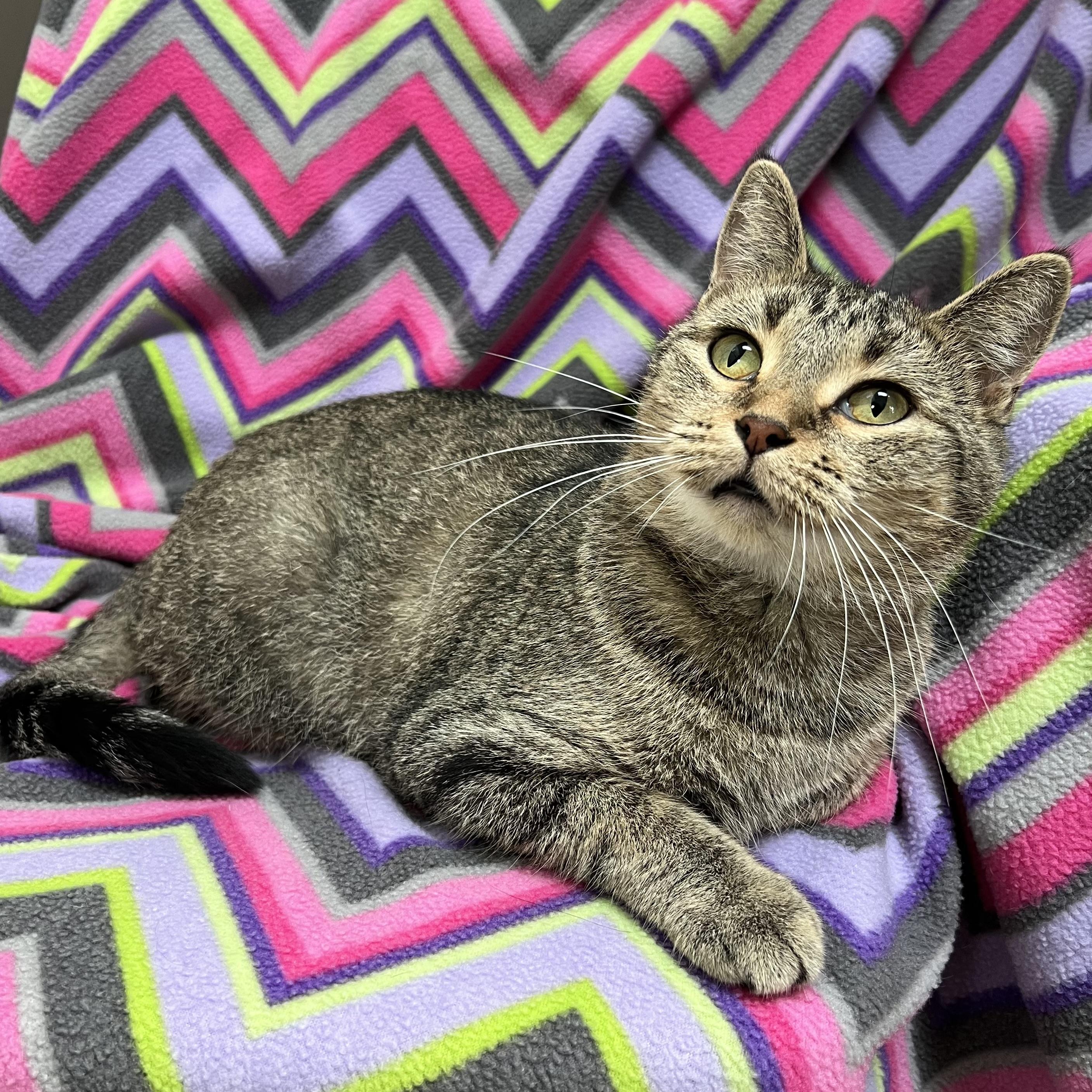 Sugar Snap, a Adoptable Domestic Short Hair in Fairmont, MN image 1/6