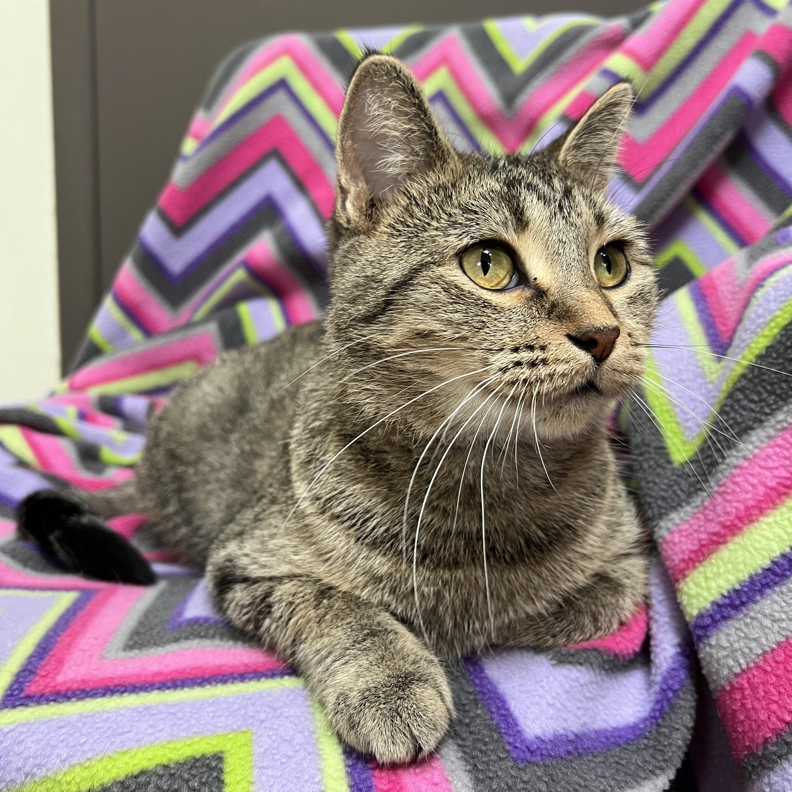 Sugar Snap, a Adoptable Domestic Short Hair in Fairmont, MN image 2/6