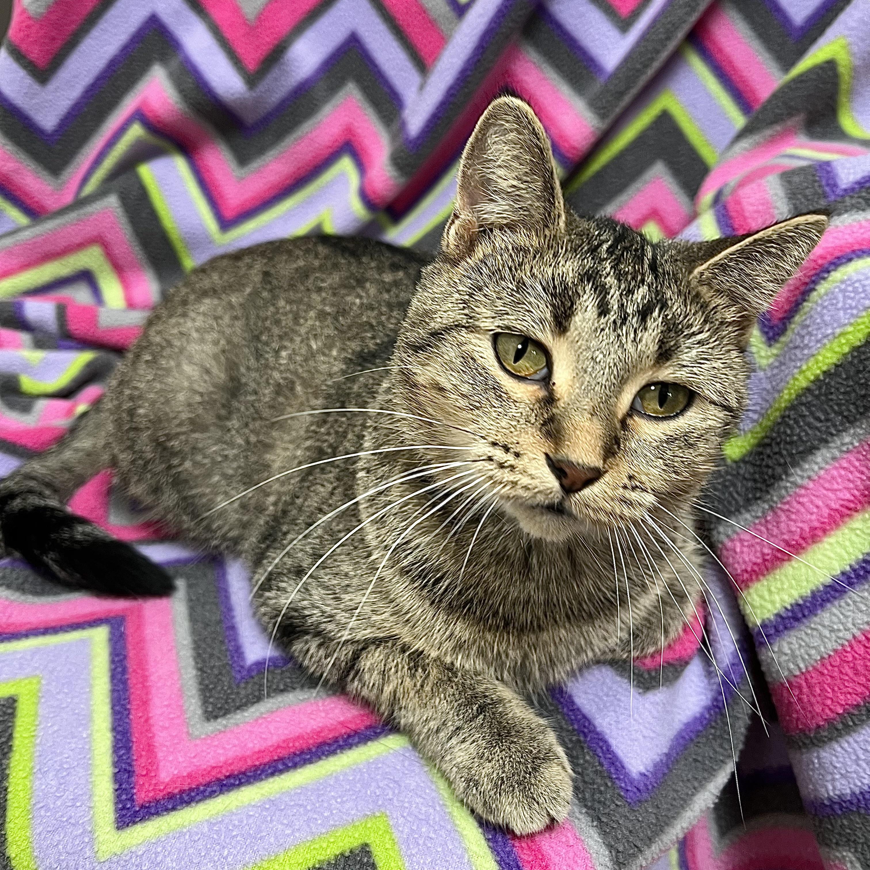 Sugar Snap, a Adoptable Domestic Short Hair in Fairmont, MN image 3/6