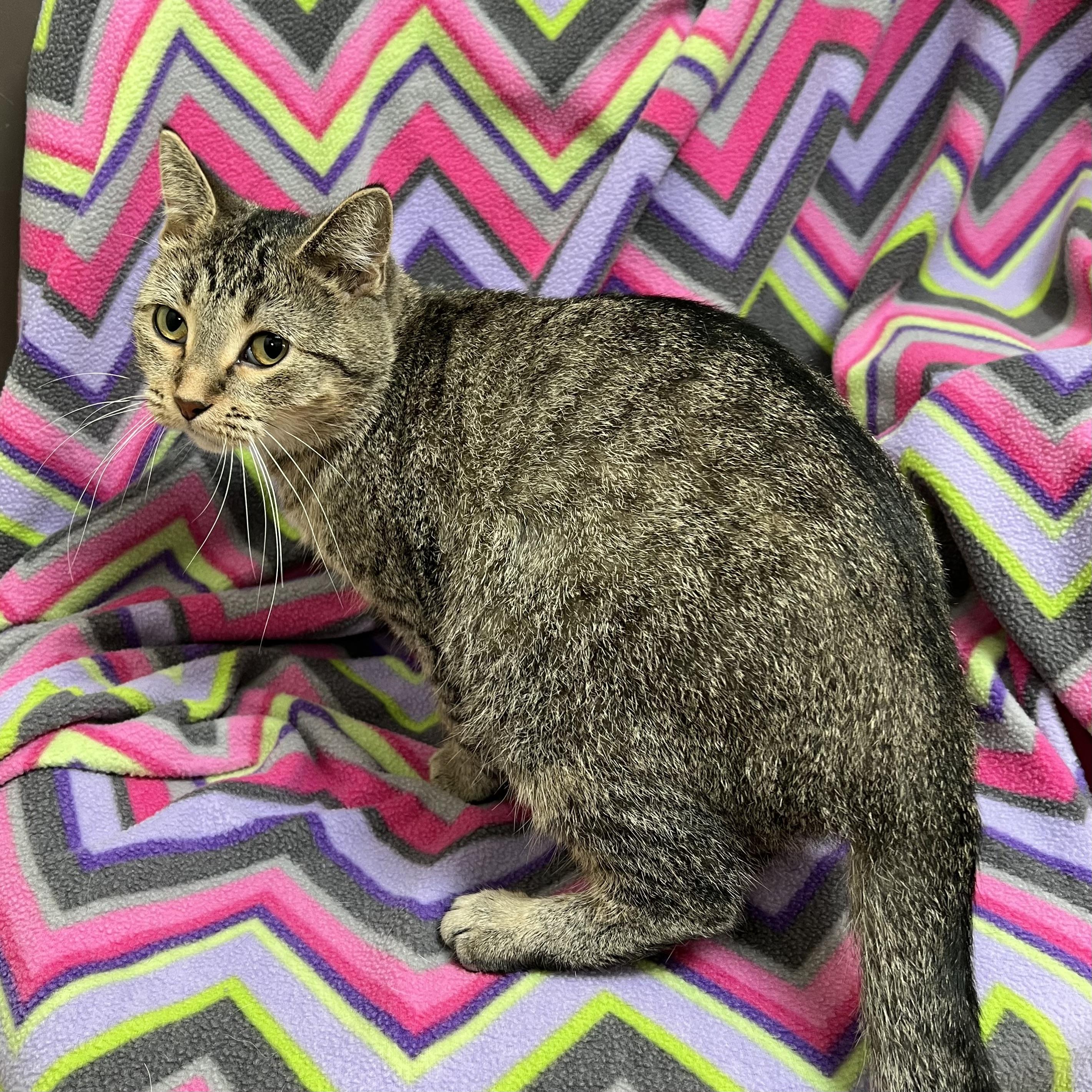 Sugar Snap, a Adoptable Domestic Short Hair in Fairmont, MN image 4/6