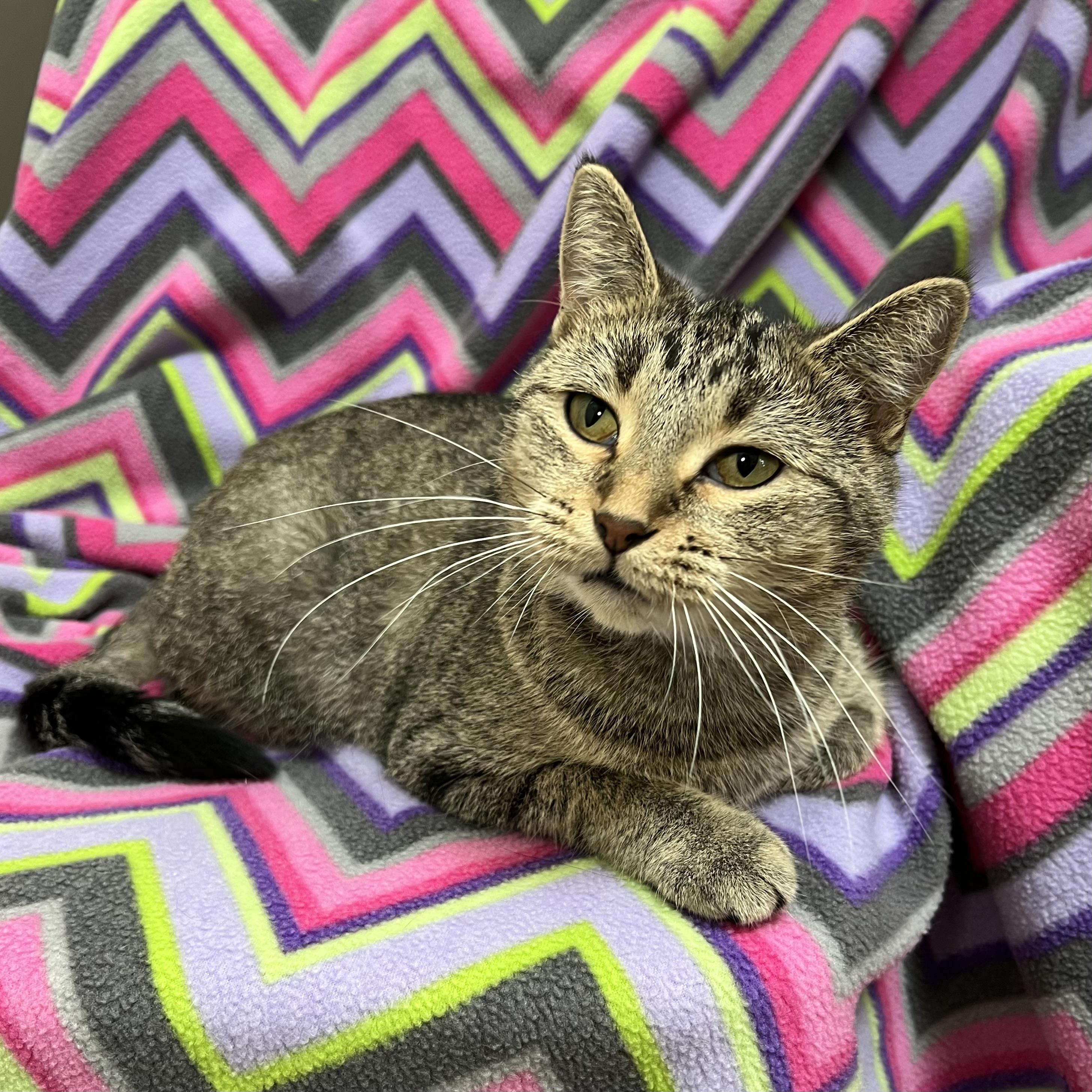 Sugar Snap, Adoptable, Adult Female Domestic Short Hair.