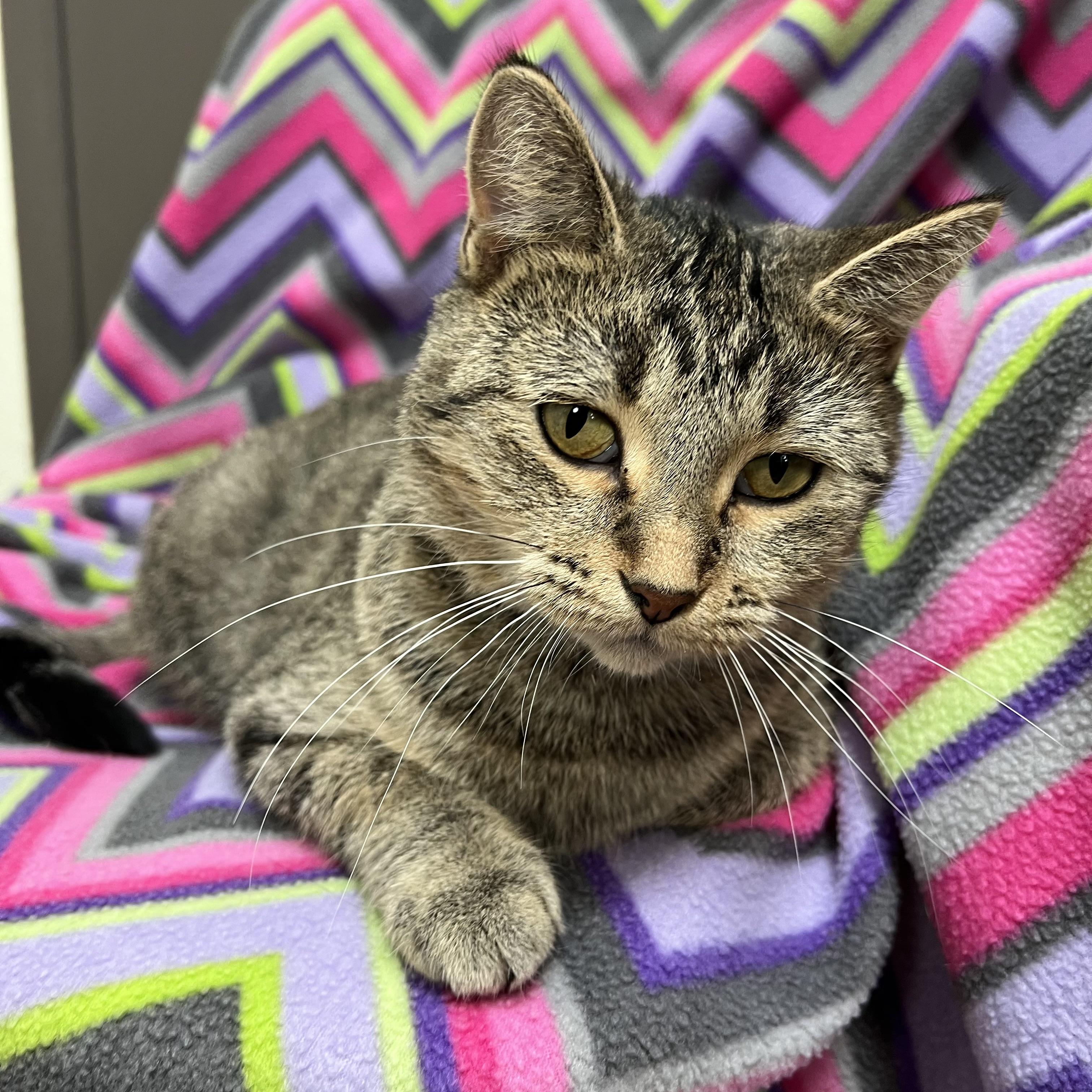Sugar Snap, a Adoptable Domestic Short Hair in Fairmont, MN image 6/6