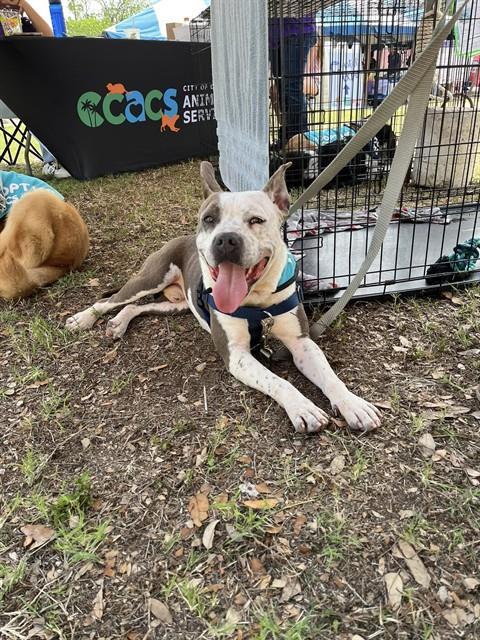 Enlarge KANE, a Adoptable mixed breed in Corpus Christi, TX image 1/1