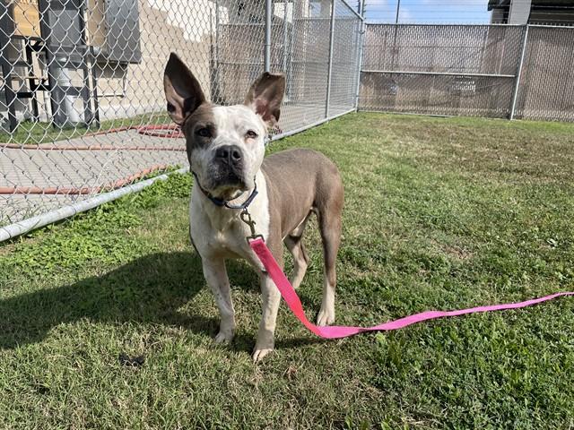 KANE, Adoptable, Young Male Pit Bull Terrier & Mixed Breed.