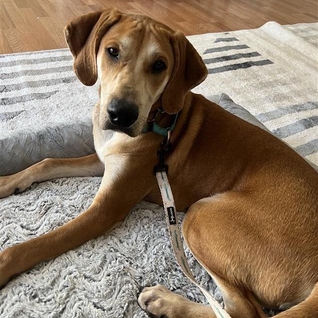 Sweet William thumbnail 4