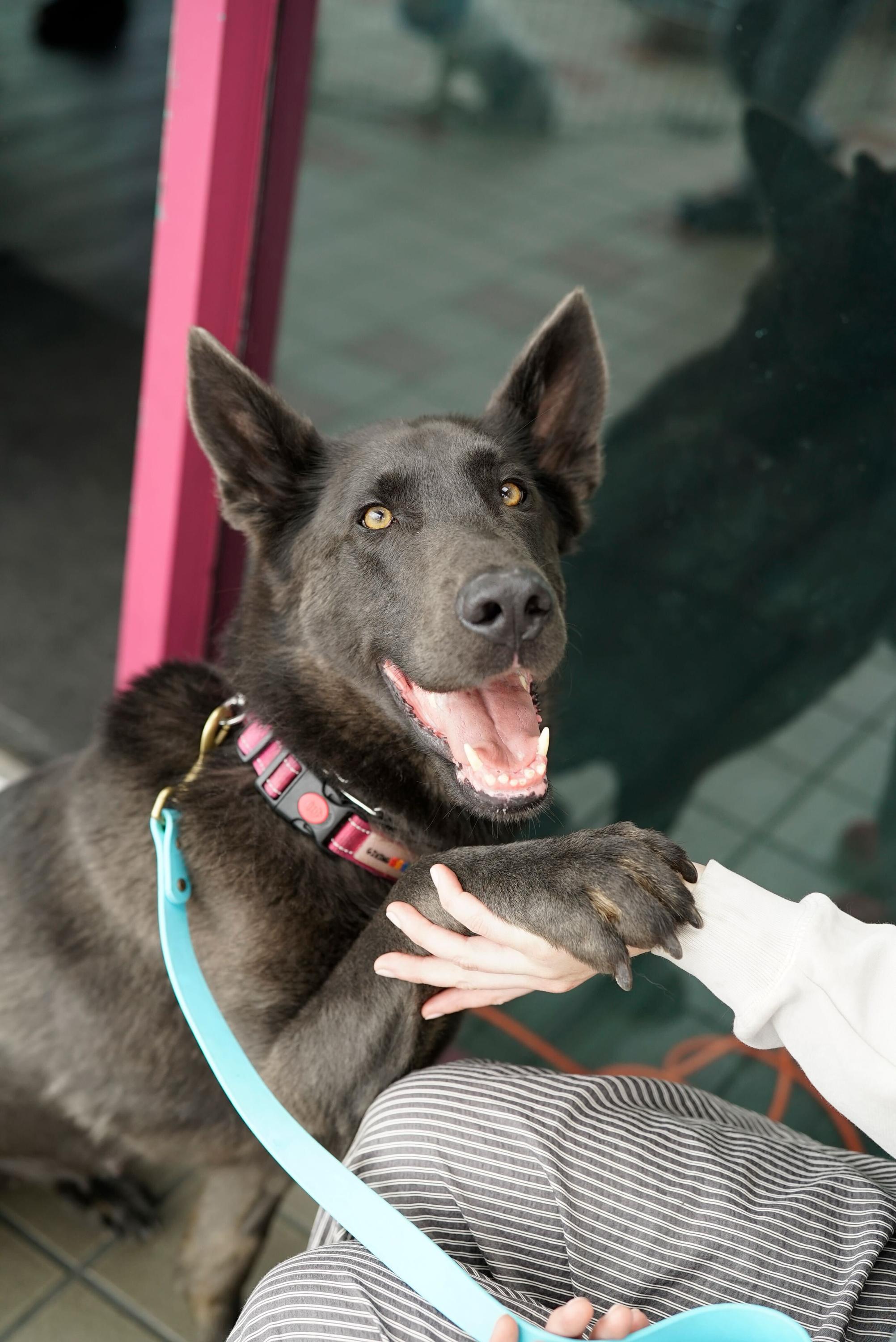 Harley, a Adoptable German Shepherd Dog in Los Angeles , CA image 5/6