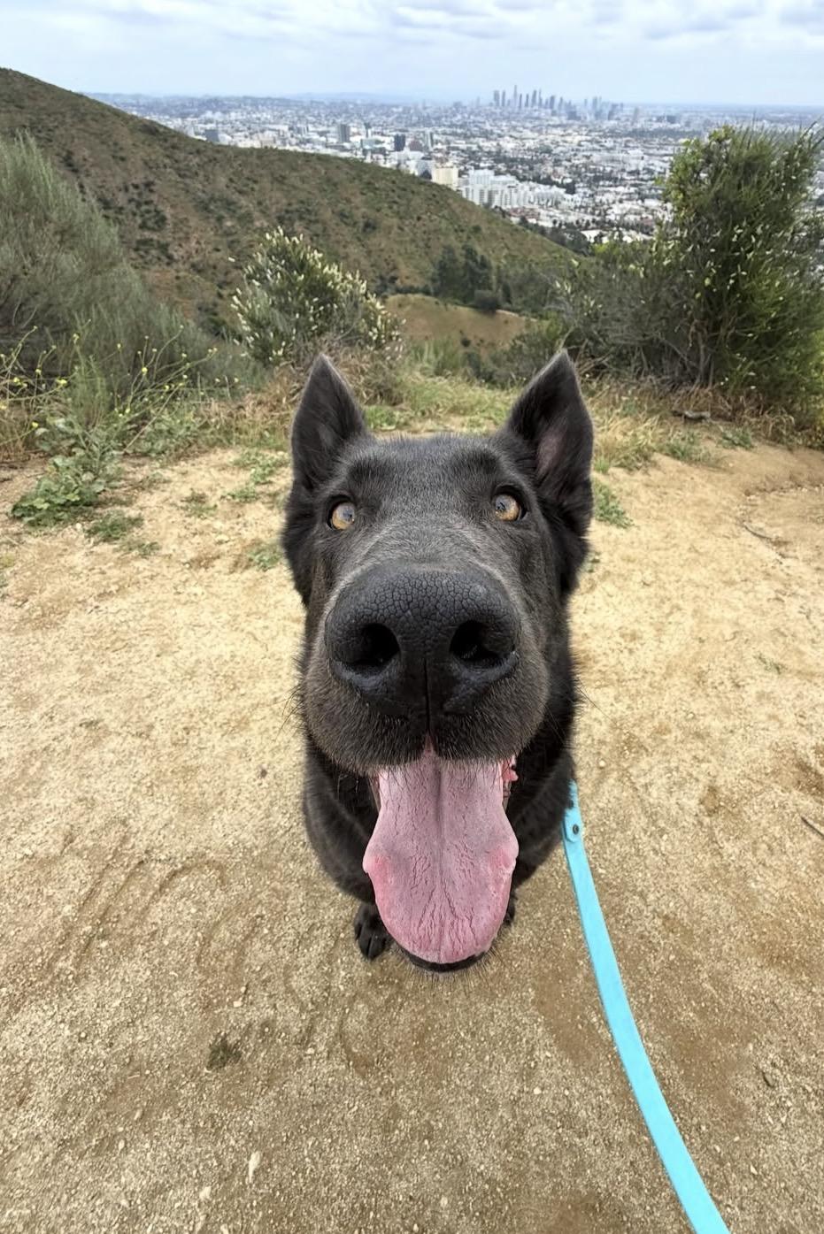 Harley, Adoptable, Adult Female German Shepherd Dog.