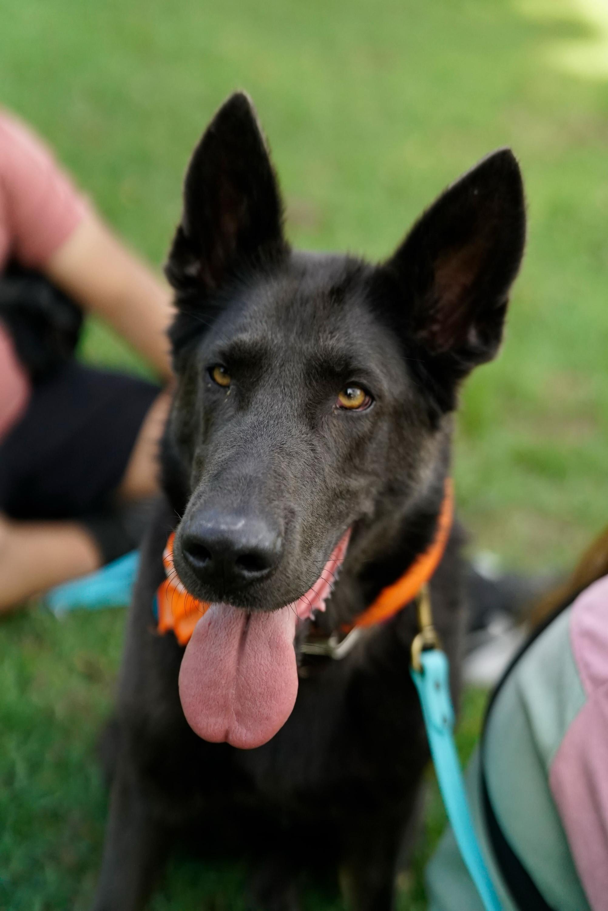 Harley, a Adoptable German Shepherd Dog in Los Angeles , CA image 6/6