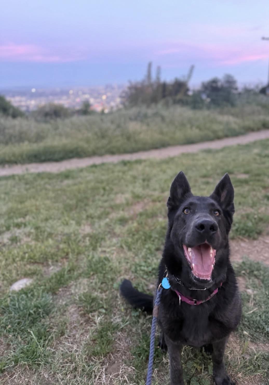 Harley, a Adoptable German Shepherd Dog in Los Angeles , CA image 4/6