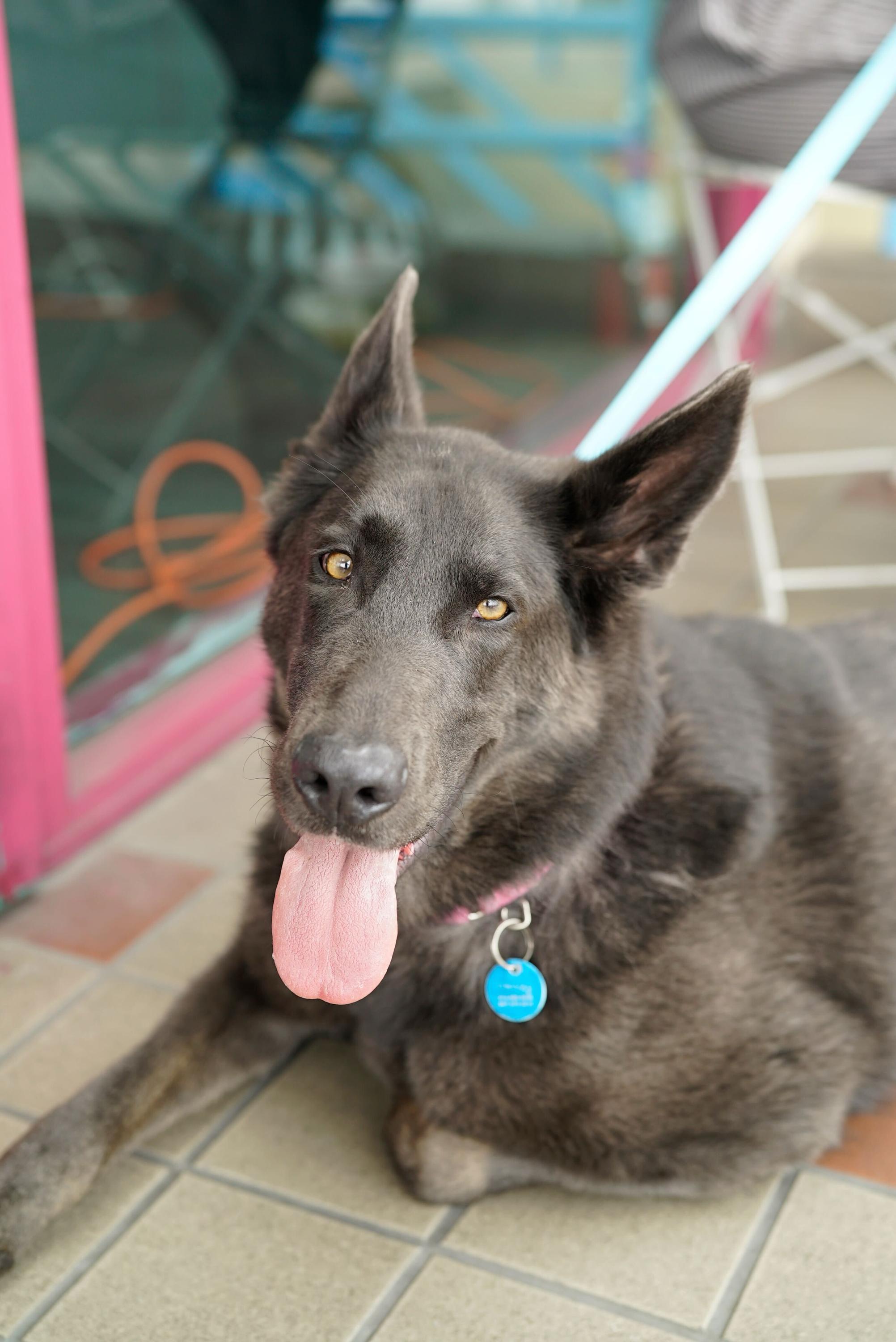 Harley, a Adoptable German Shepherd Dog in Los Angeles , CA image 3/6