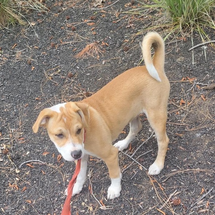 Enlarge Milo (Courtesy post), a ADOPTABLE mixed breed in Redwood City, CA image 1/2