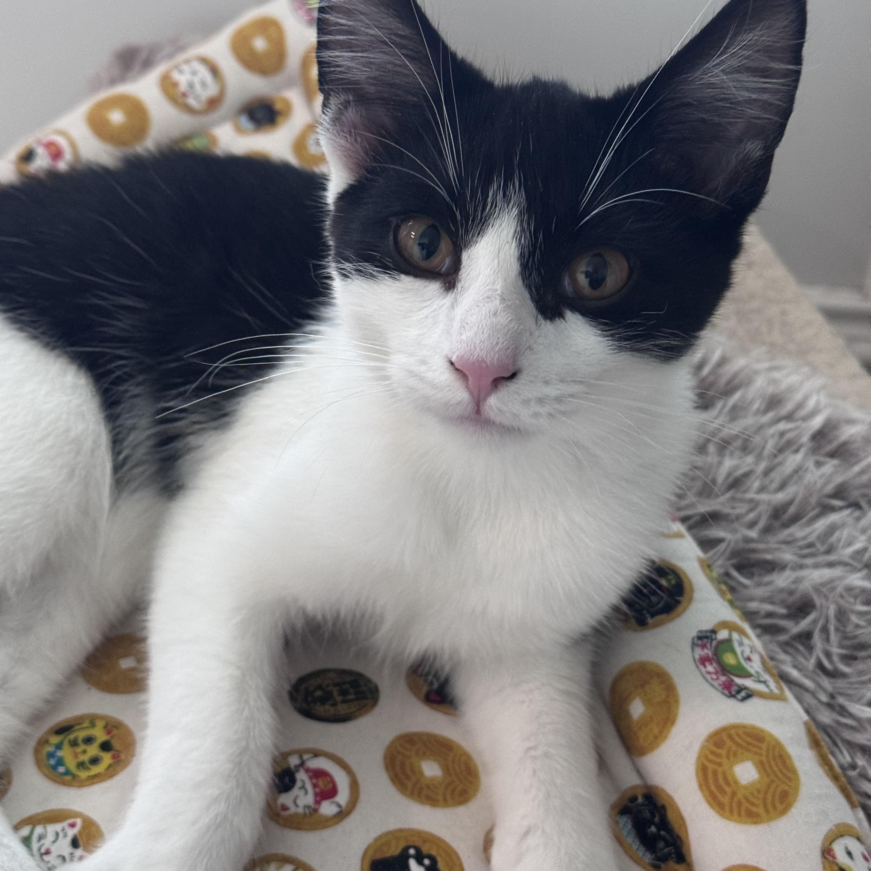Bruce Wayne, Adoptable, Young Male Domestic Medium Hair.