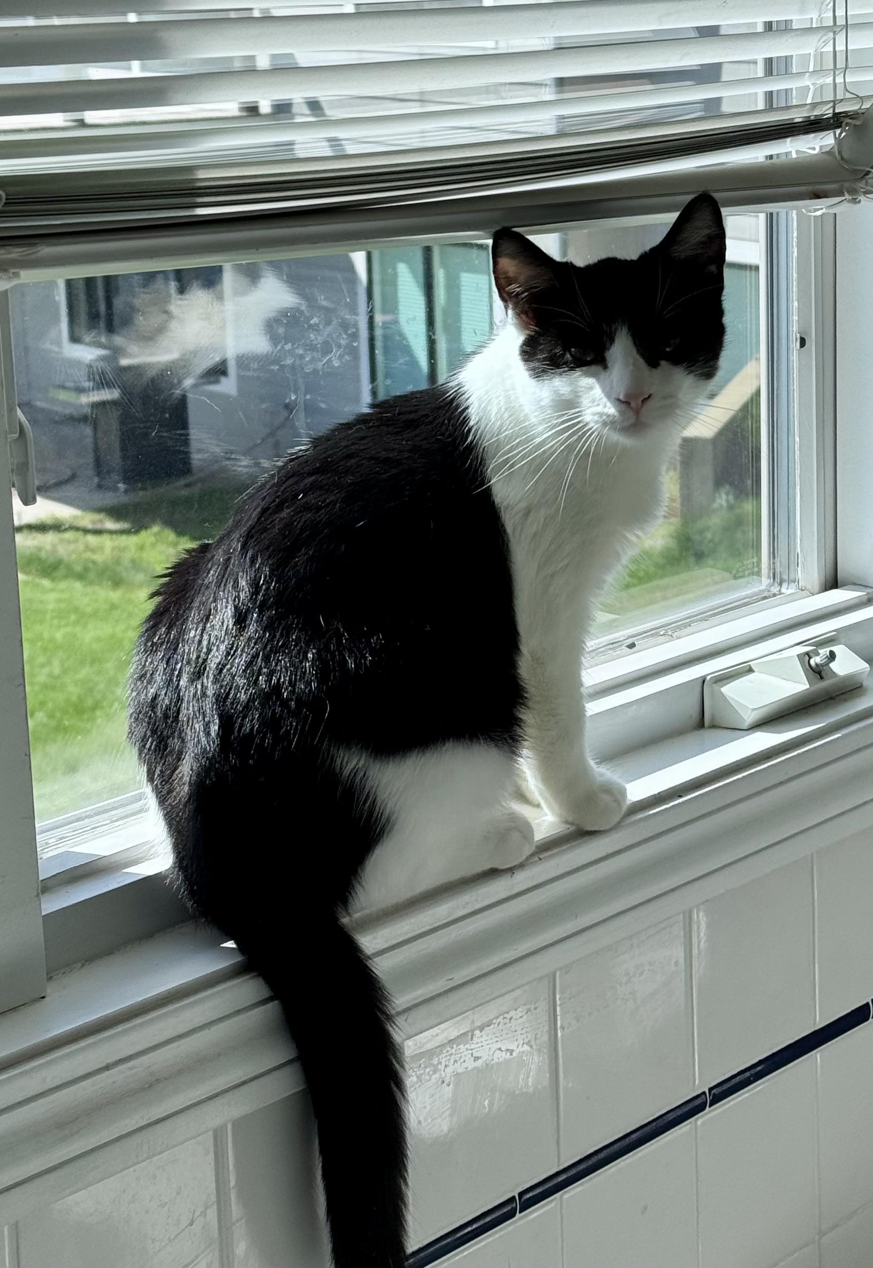 Enlarge Bruce Wayne, a Adoptable Domestic Medium Hair in Walker, MI image 3/4