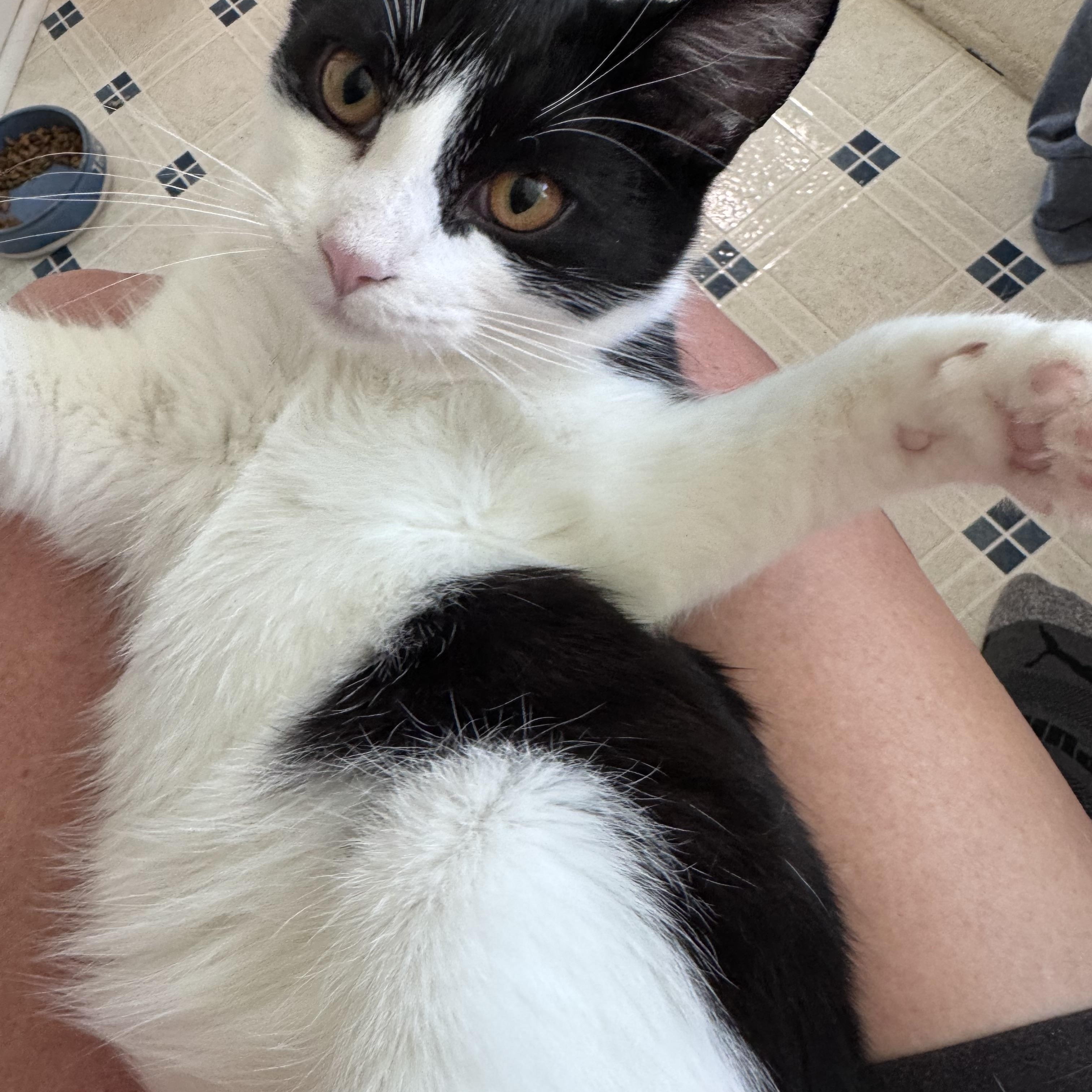 Enlarge Bruce Wayne, a Adoptable Domestic Medium Hair in Walker, MI image 4/4