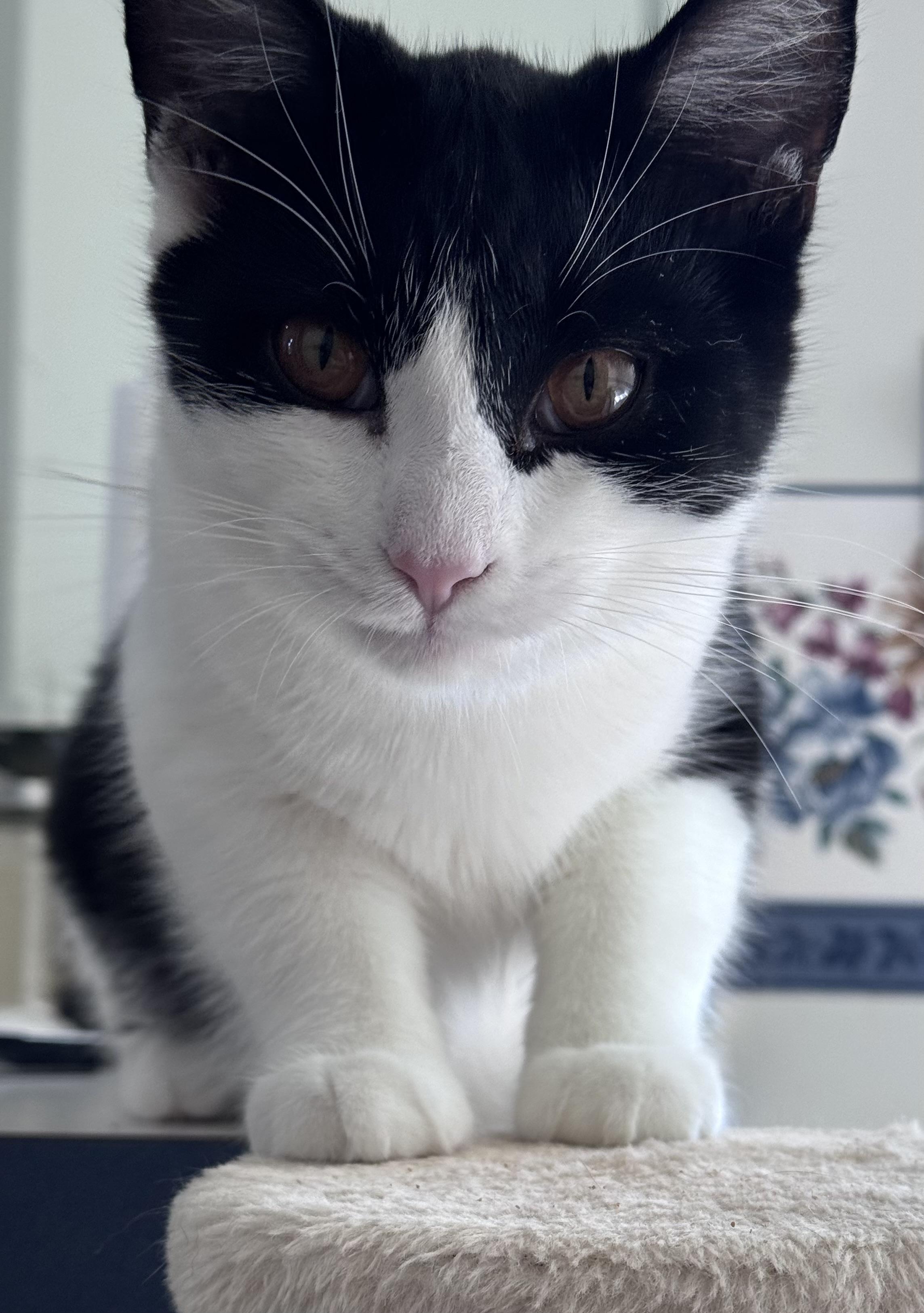 Enlarge Bruce Wayne, a Adoptable Domestic Medium Hair in Walker, MI image 2/4