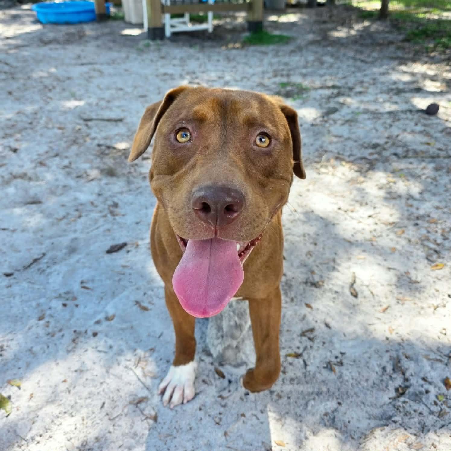 Brody (In Training), Adoptable, Young Male Mixed Breed.
