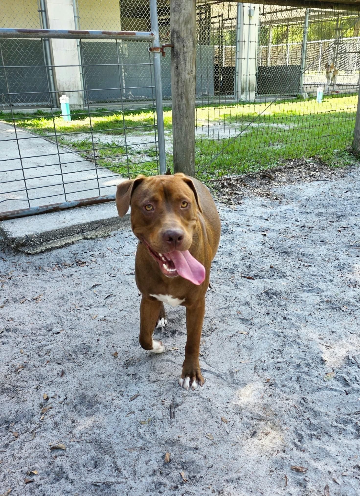 Enlarge Brody (In Training), a Adoptable mixed breed in Umatilla, FL image 3/3