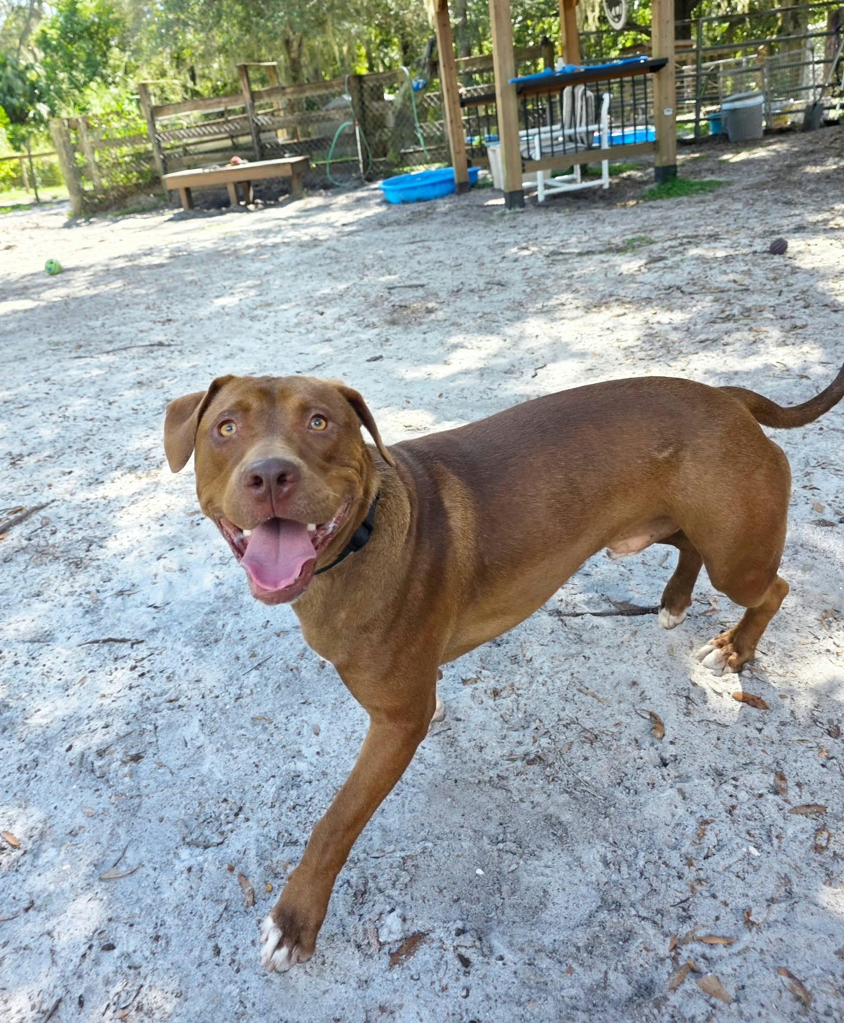 Enlarge Brody (In Training), a Adoptable mixed breed in Umatilla, FL image 2/3