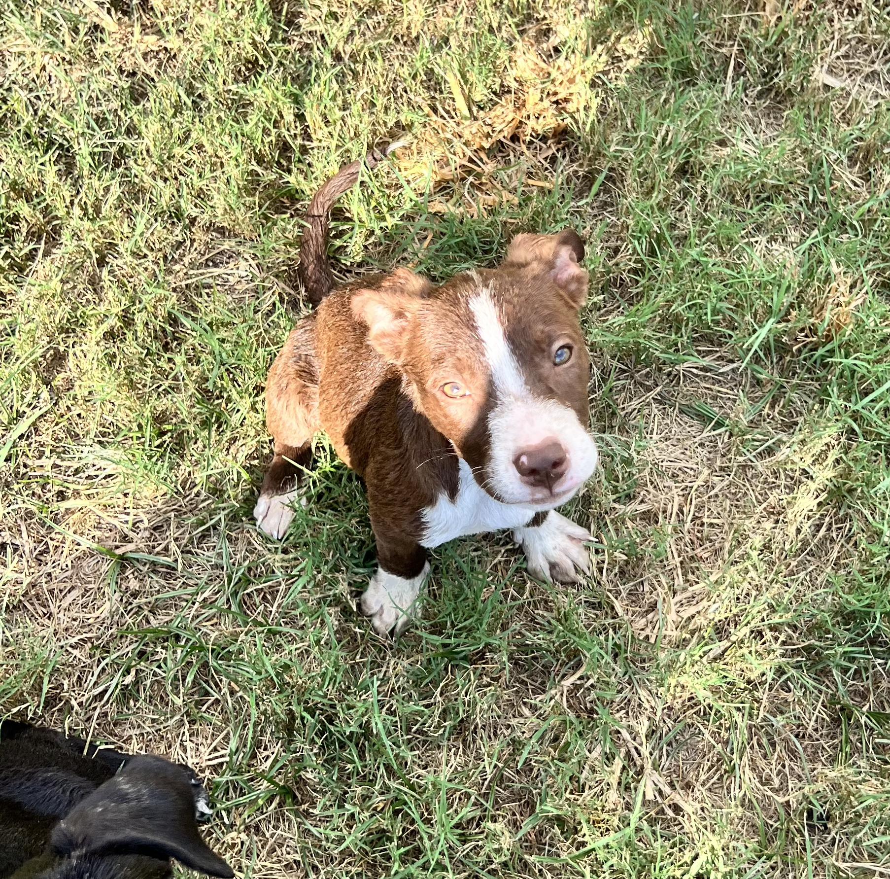 KitKat