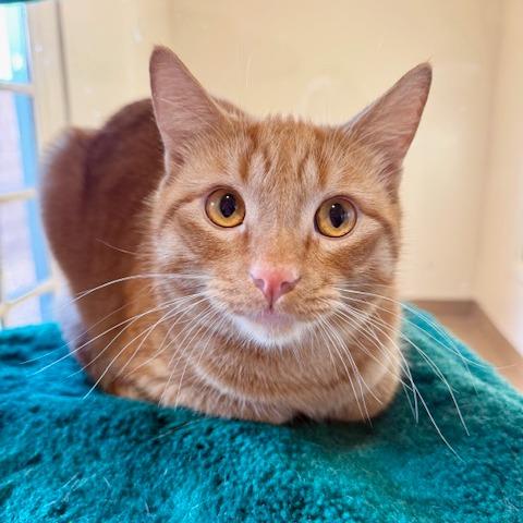 Enlarge Guero, a Adoptable Domestic Short Hair in Agoura Hills, CA image 1/5