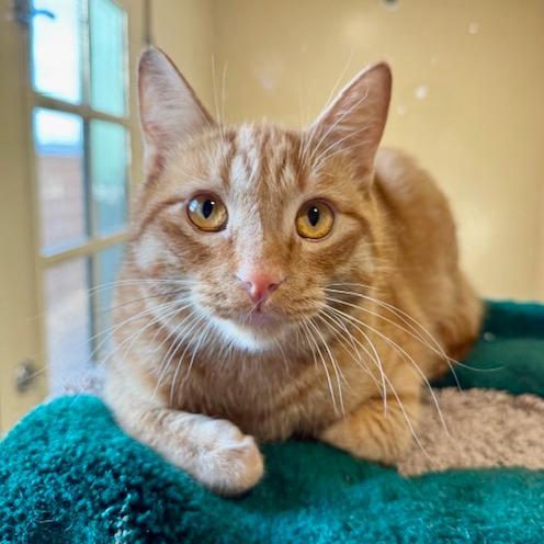 Enlarge Guero, a Adoptable Domestic Short Hair in Agoura Hills, CA image 2/5