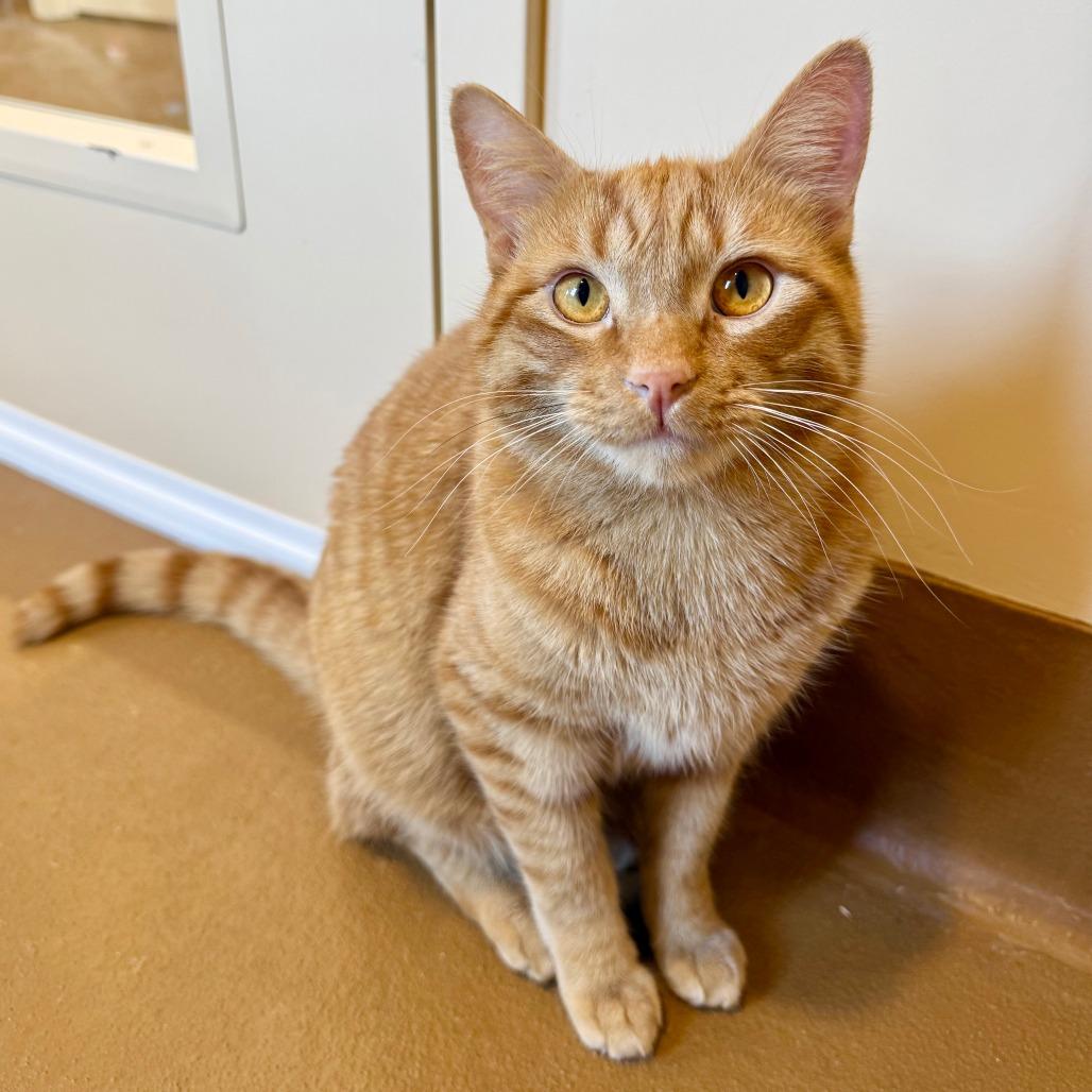 Enlarge Guero, a Adoptable Domestic Short Hair in Agoura Hills, CA image 4/5