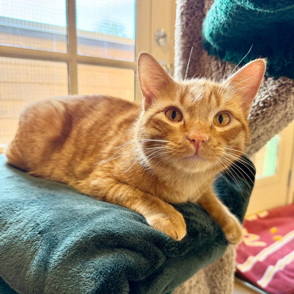 Enlarge Guero, a Adoptable Domestic Short Hair in Agoura Hills, CA image 5/5