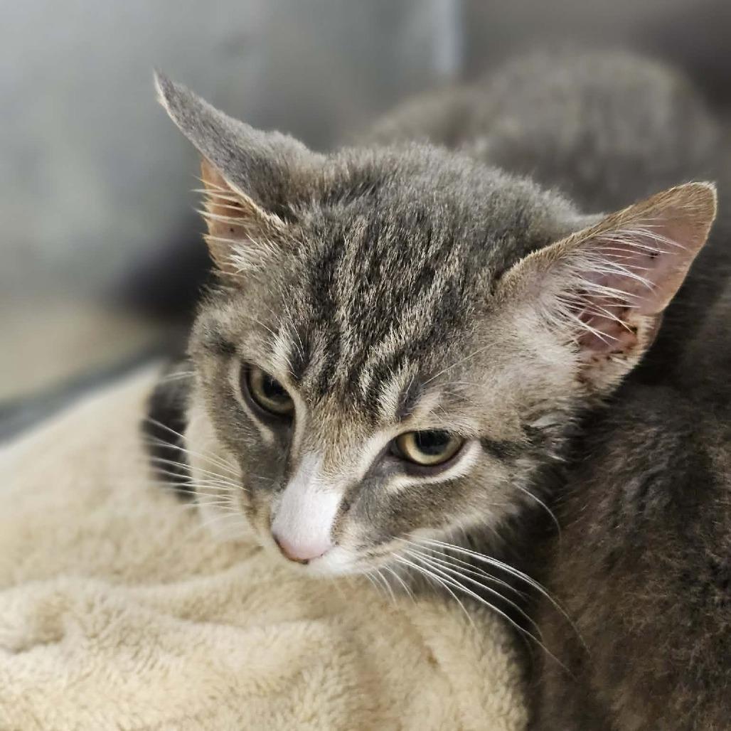 Emma, Adoptable, Kitten Female Domestic Short Hair.