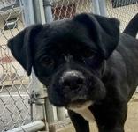 Enlarge Zena, a ADOPTABLE mixed breed in Glasgow, KY image 1/2