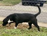 Enlarge Zena, a ADOPTABLE mixed breed in Glasgow, KY image 2/2