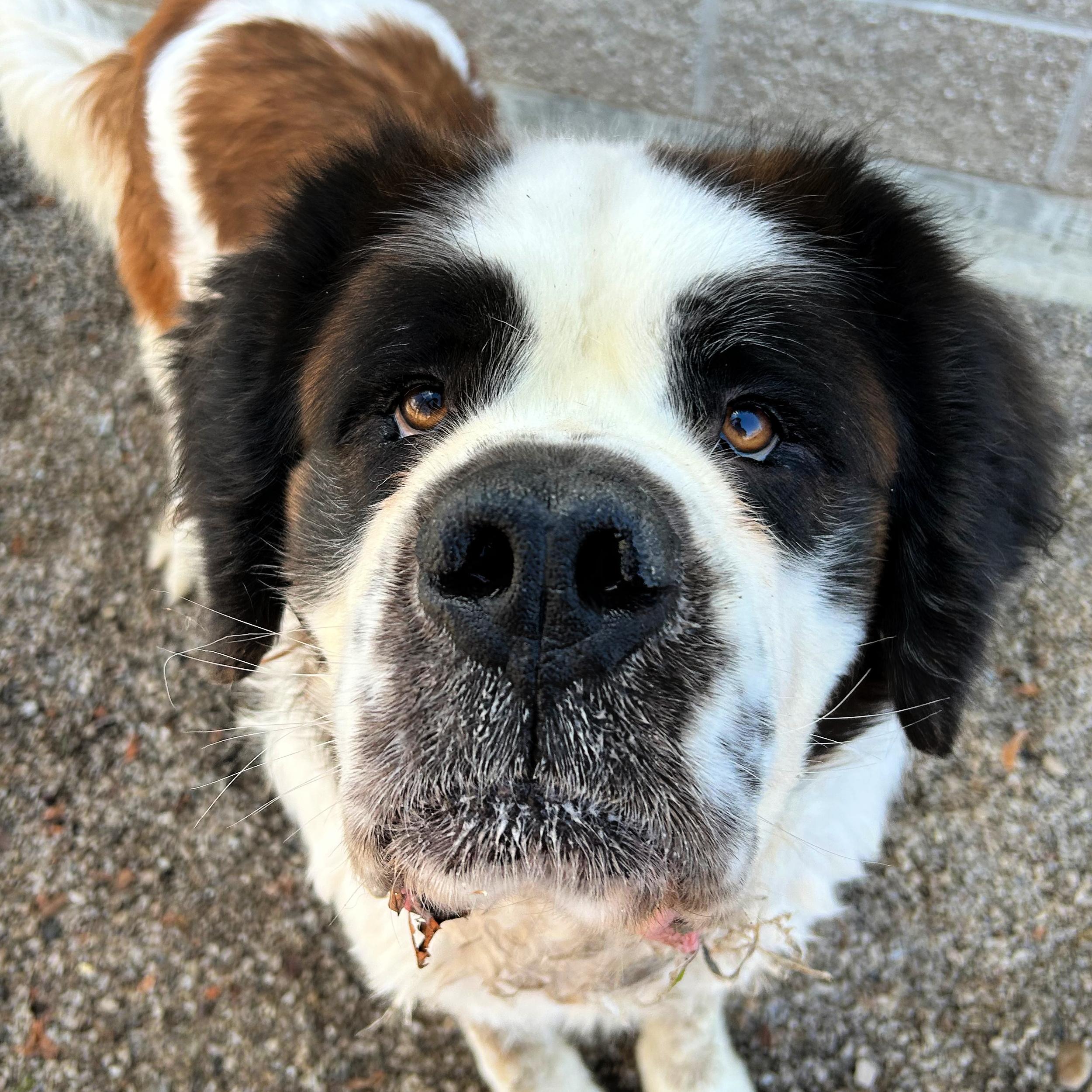 Ivan, ADOPTABLE, Adult Male Saint Bernard.