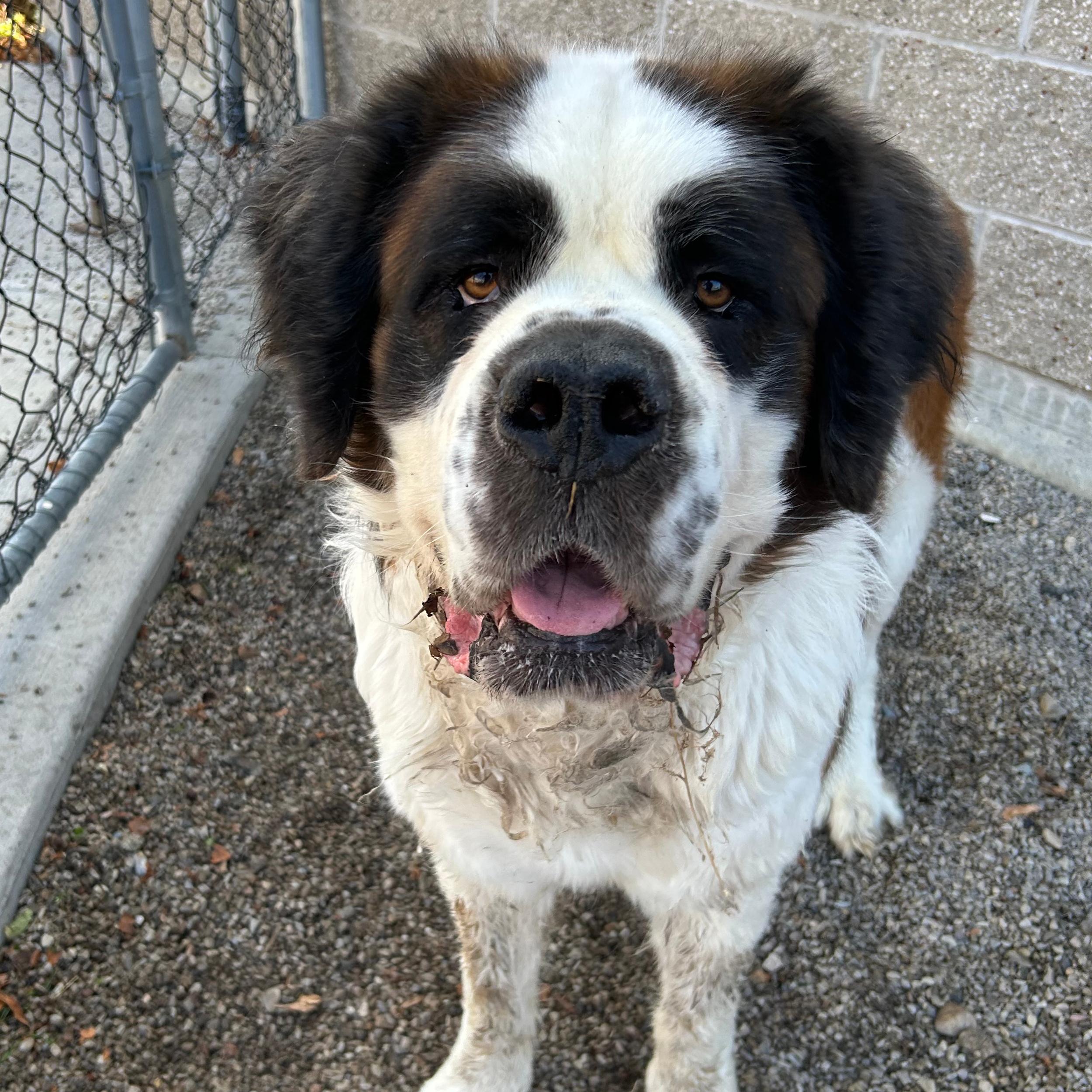 Ivan, a ADOPTABLE Saint Bernard in Lindon, UT image 2/5