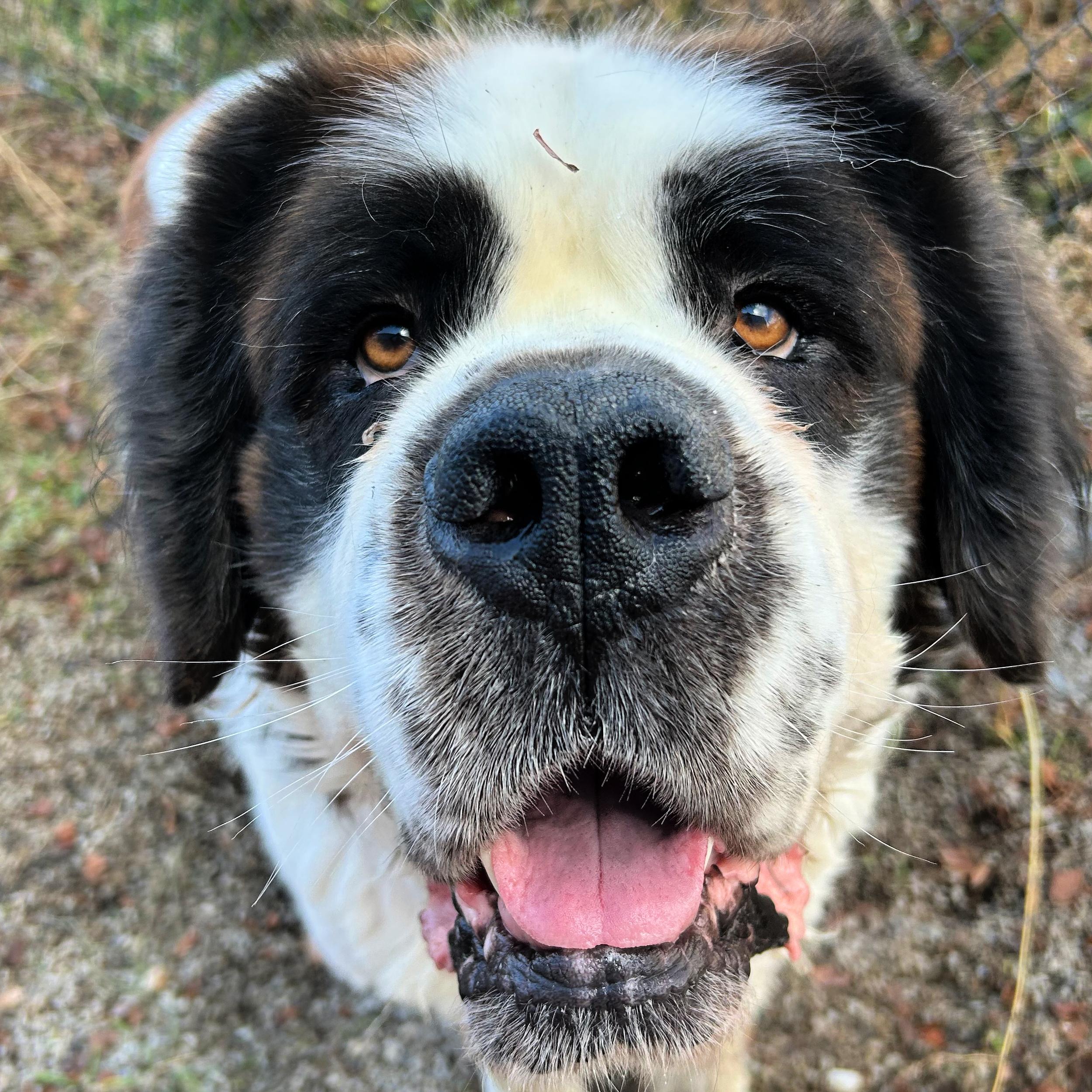 Ivan, a ADOPTABLE Saint Bernard in Lindon, UT image 3/5