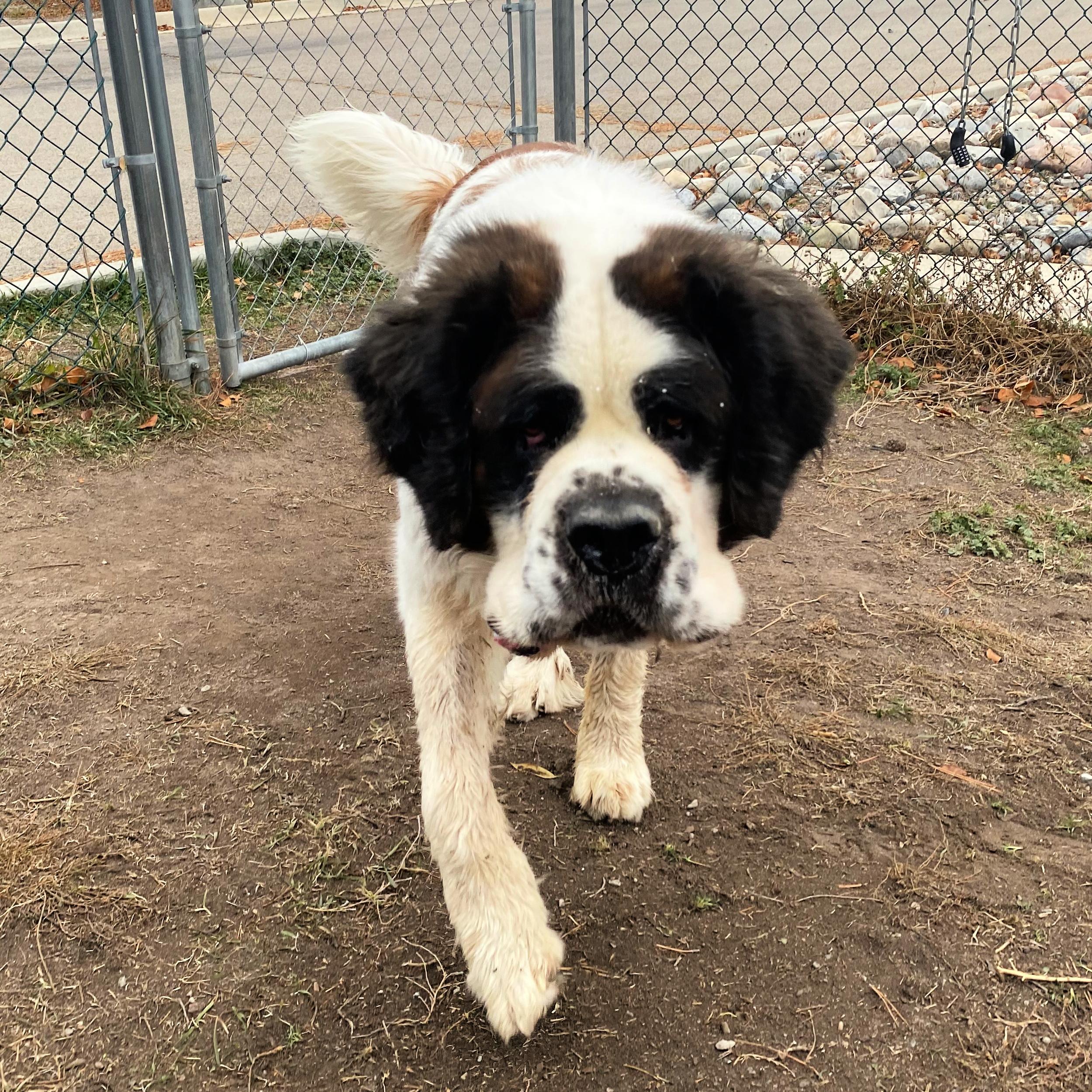 Ivan, a ADOPTABLE Saint Bernard in Lindon, UT image 4/5